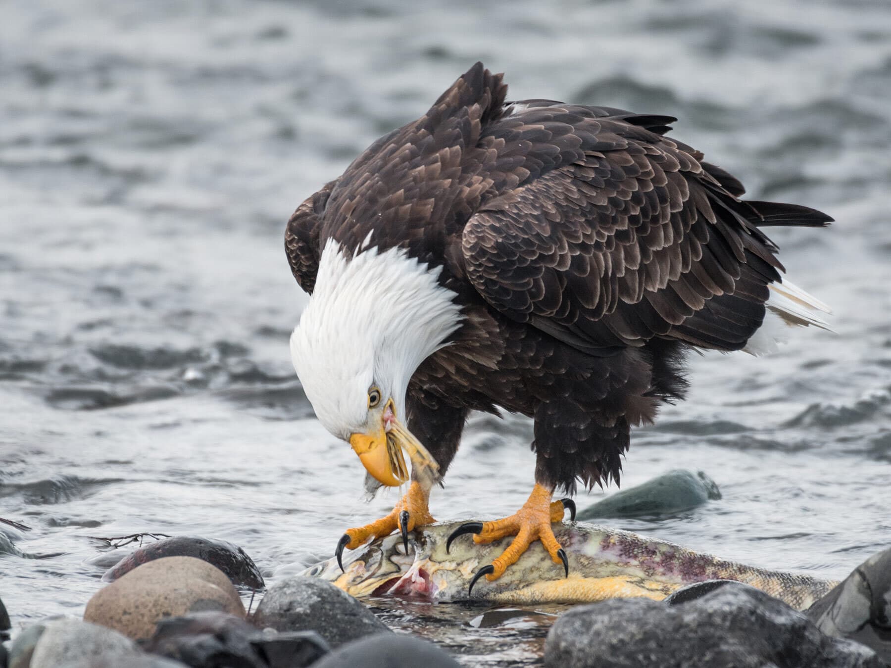 Bald eagle tearing fish