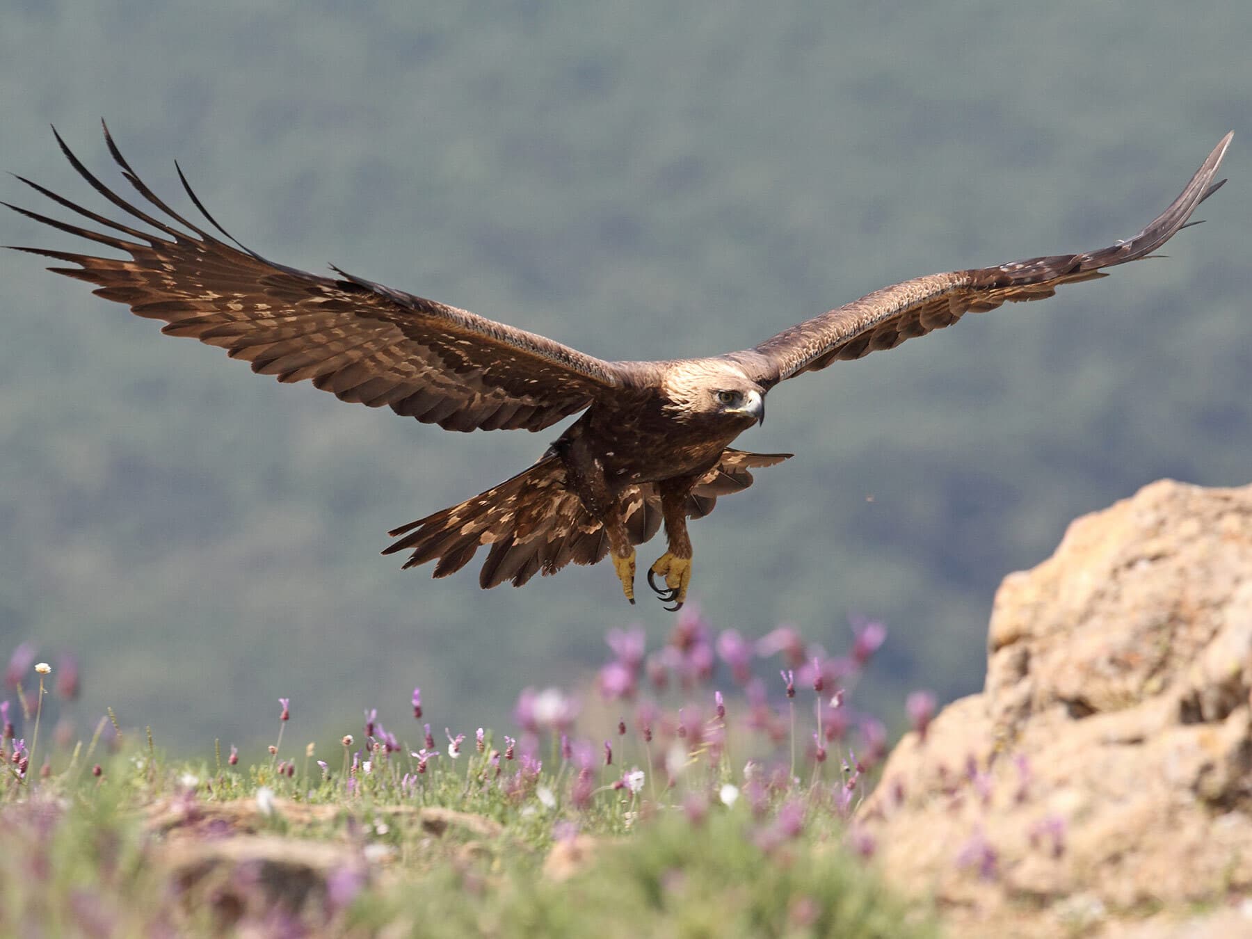 Bald Eagle or Golden Eagle: What Are the Differences?