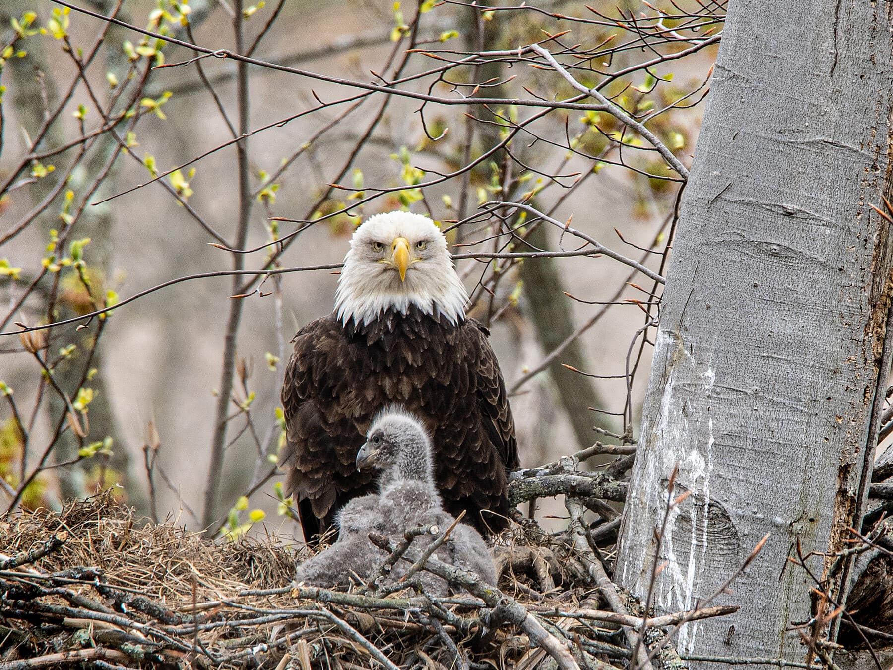 Bald eagle with eaglet