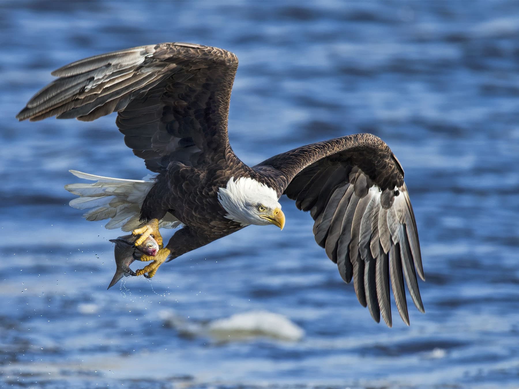 Bald eagle with fish in talons