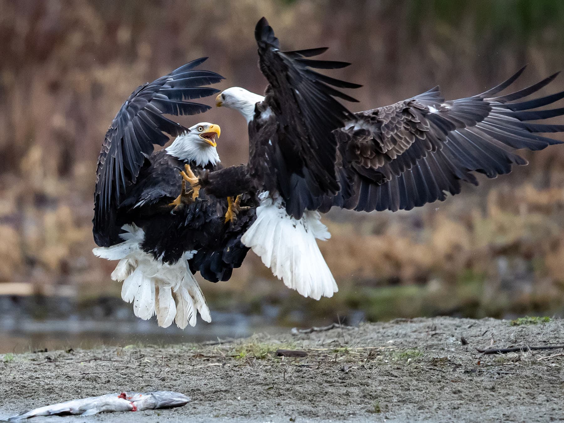Bald eagles fighting