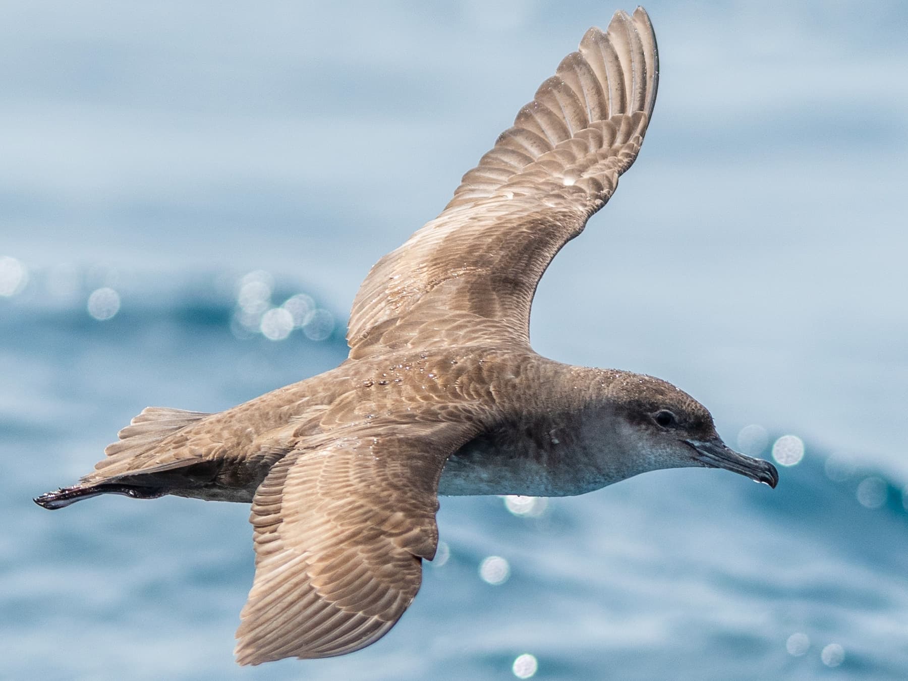 Balearic Shearwater