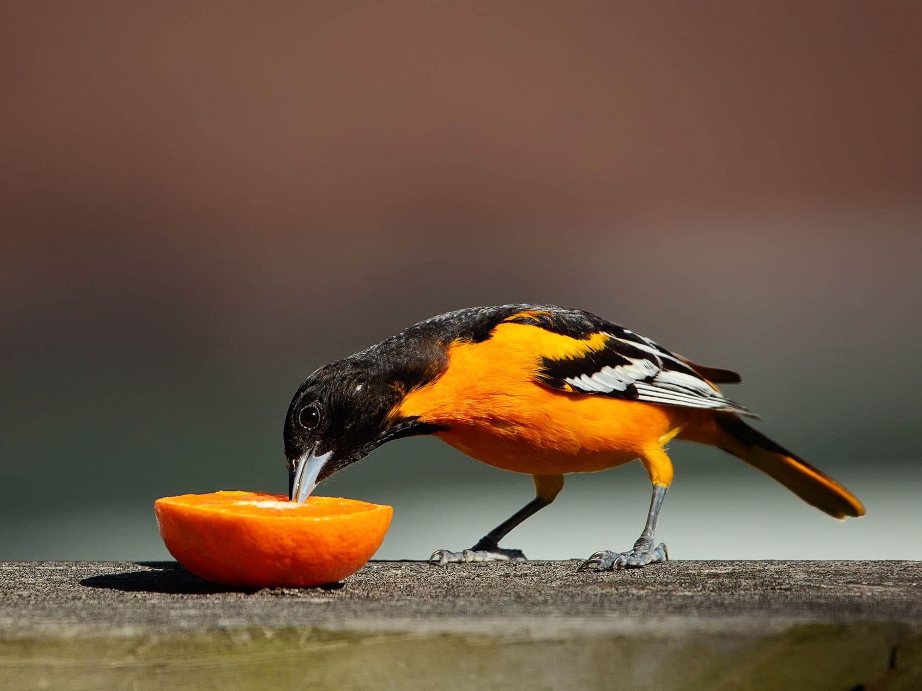 Baltimore oriole feeding on orange