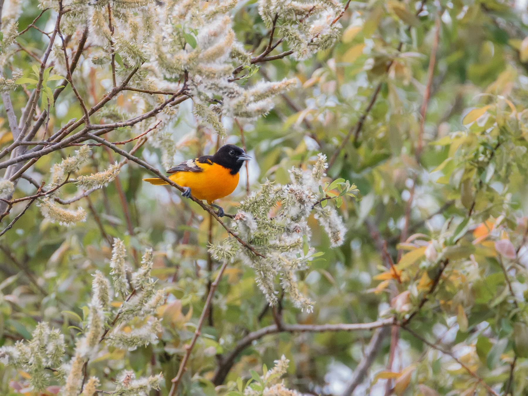 Baltimore oriole willow tree