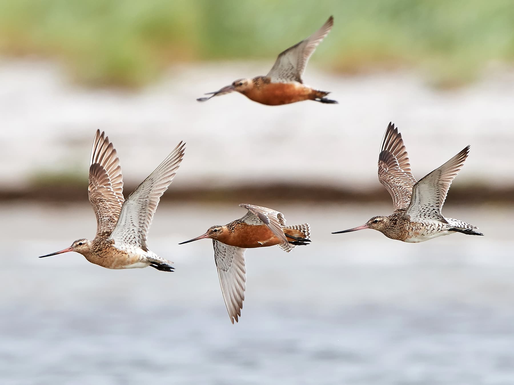 Bar tailed godwits in flight over water