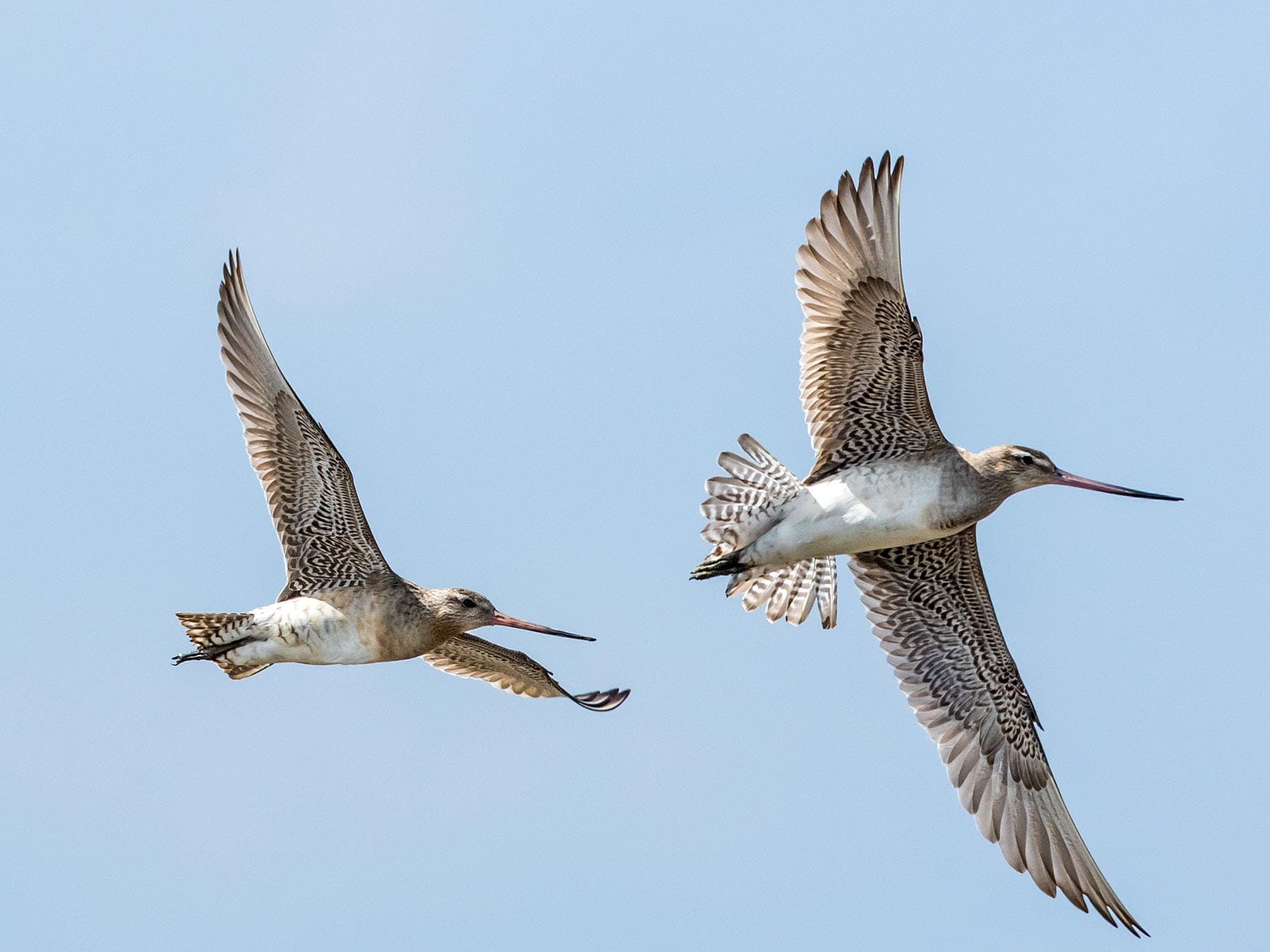 Bar tailed godwits in flight