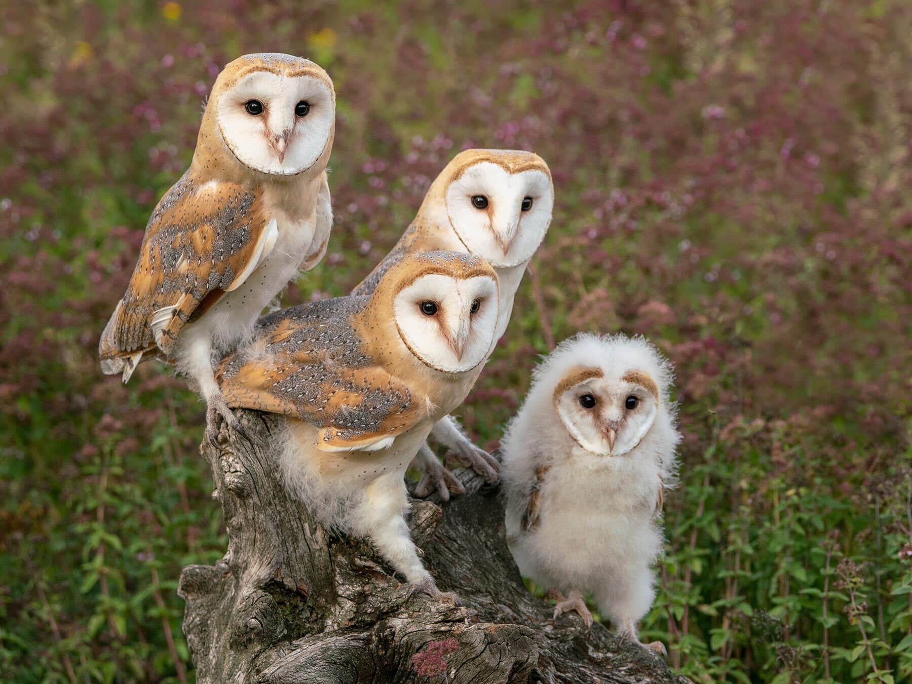 Barn owl family