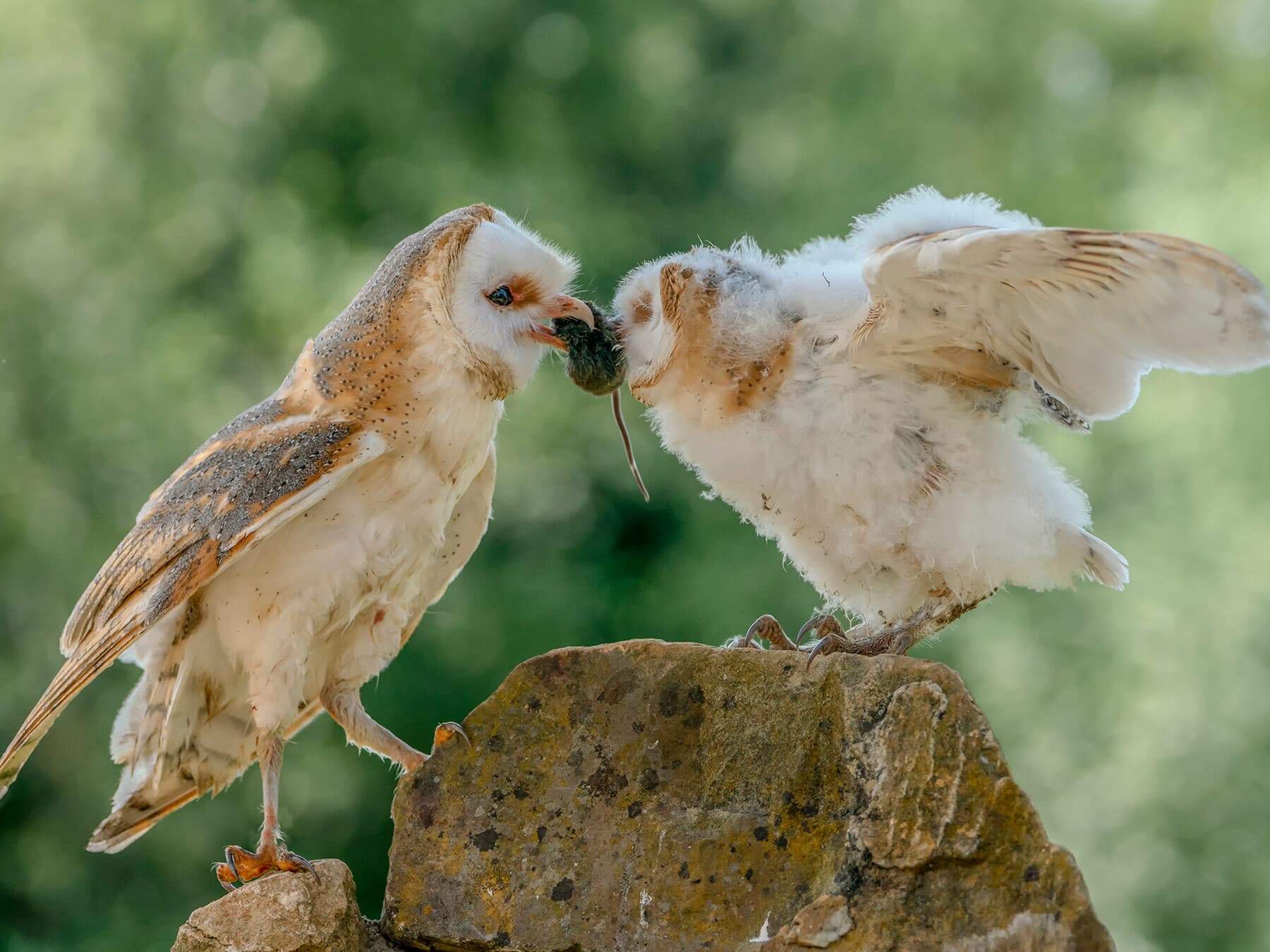 Barn owl feeding baby