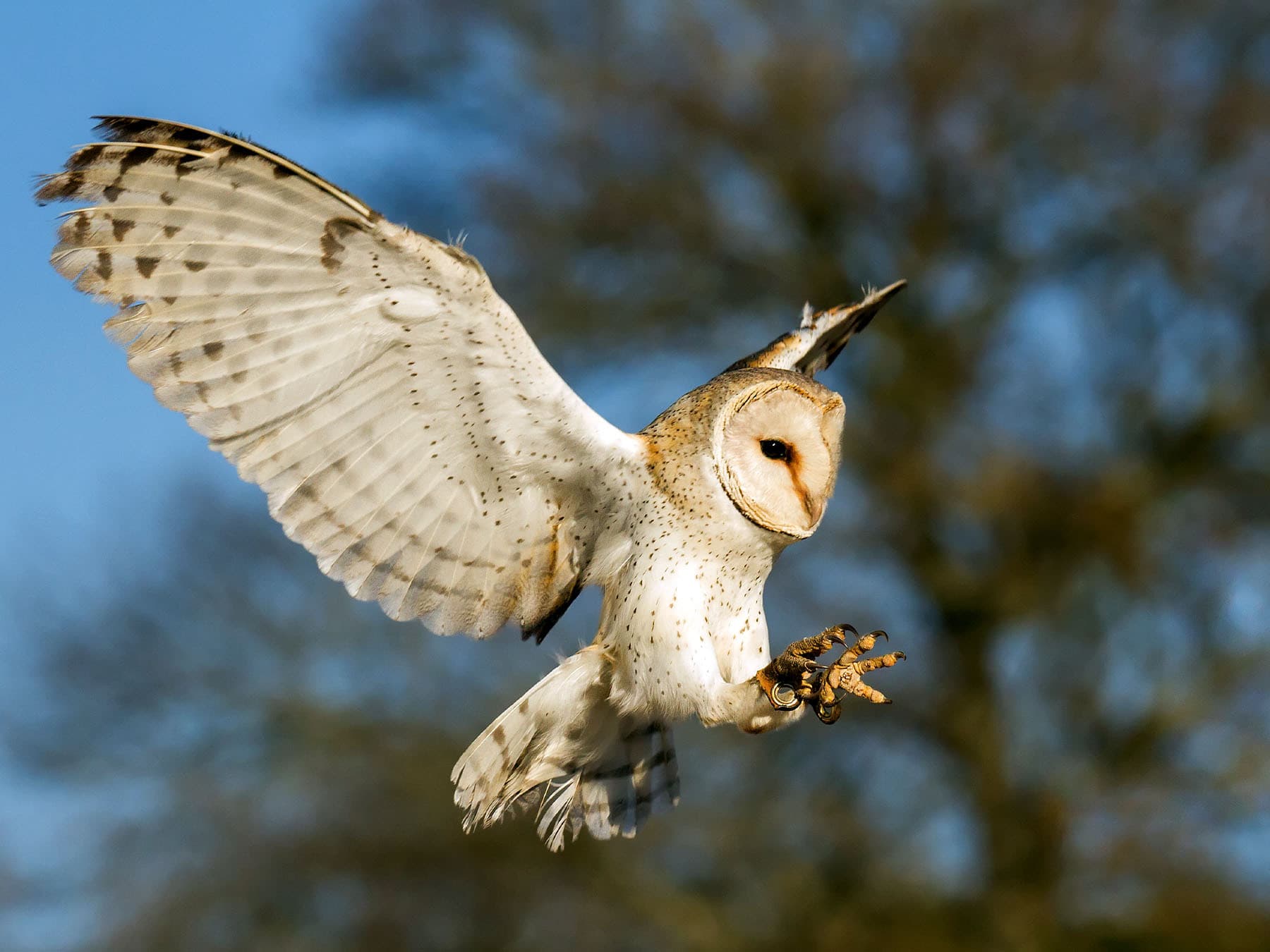Barn owl in flight