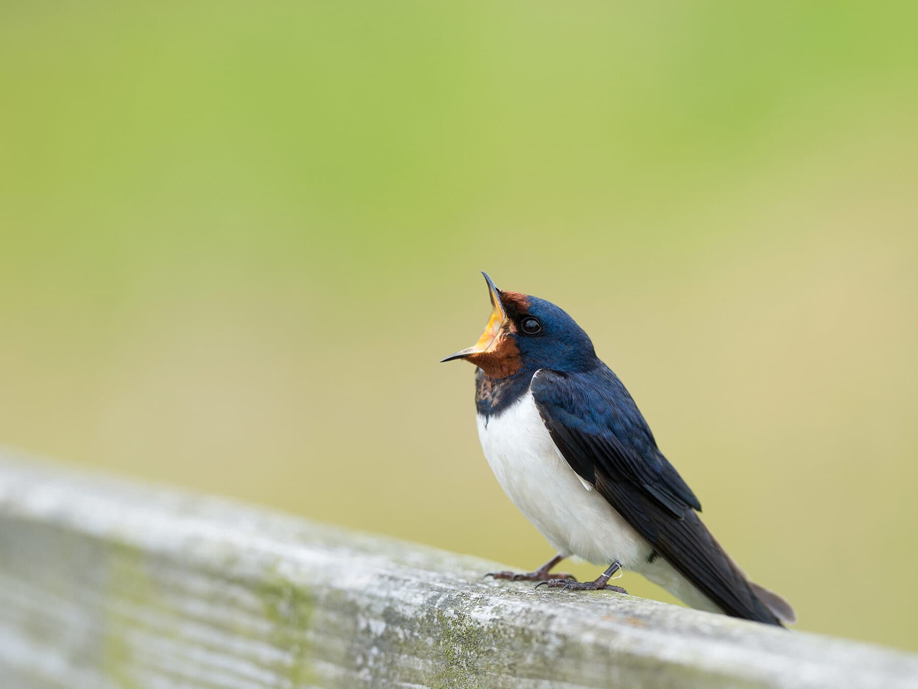 Barn swallow call