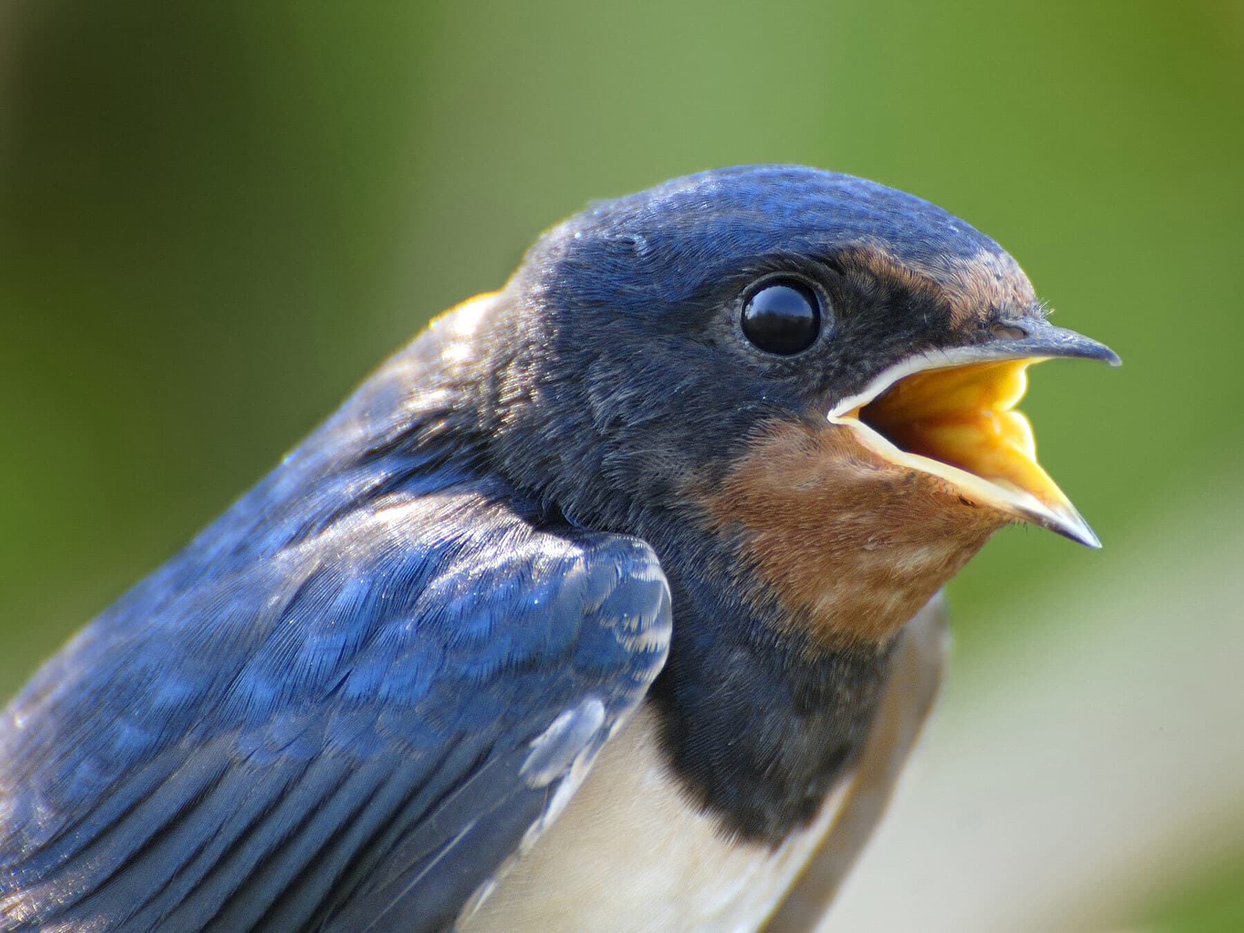 Barn swallow close up