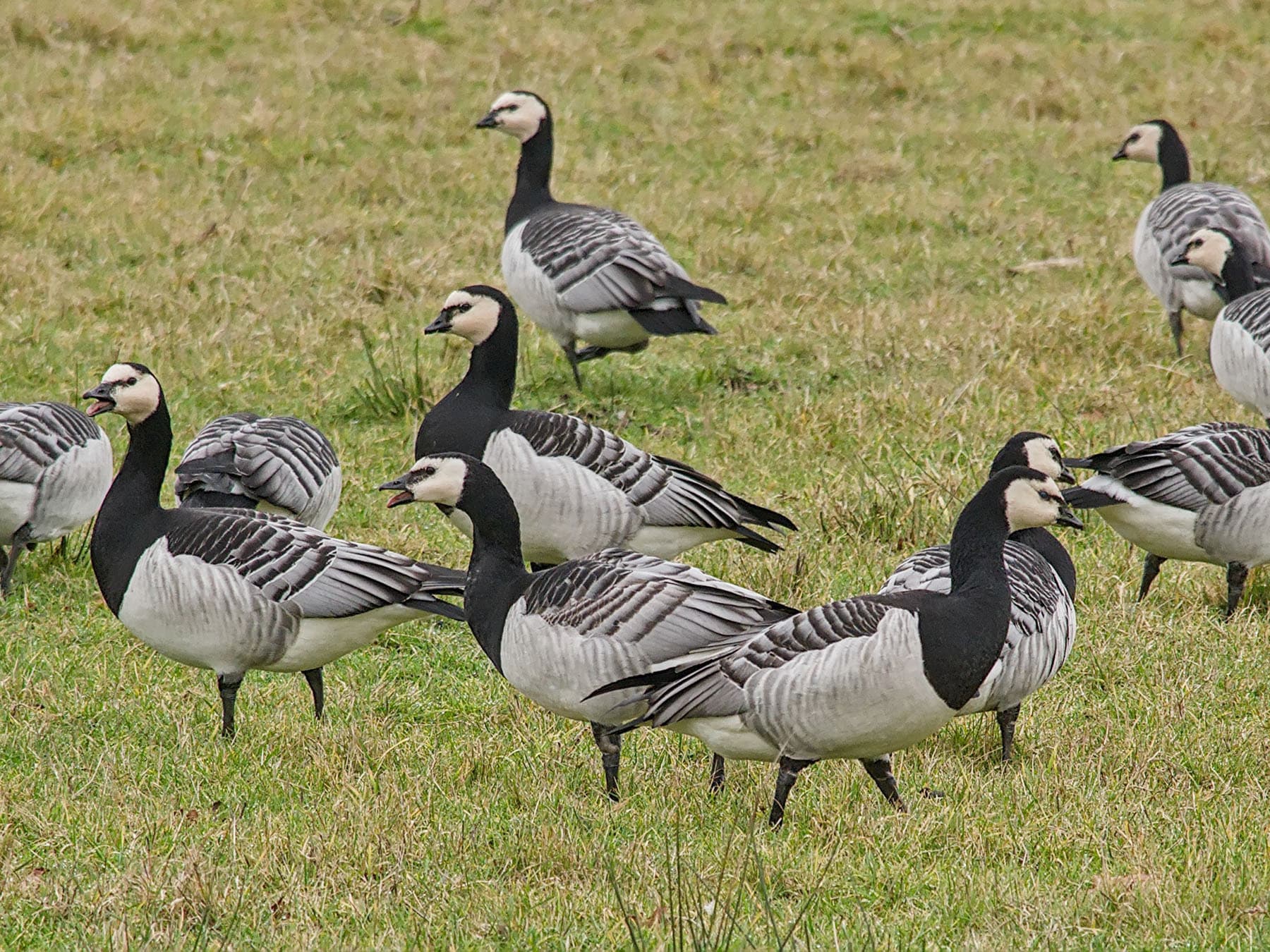 Barnacle geese foraging