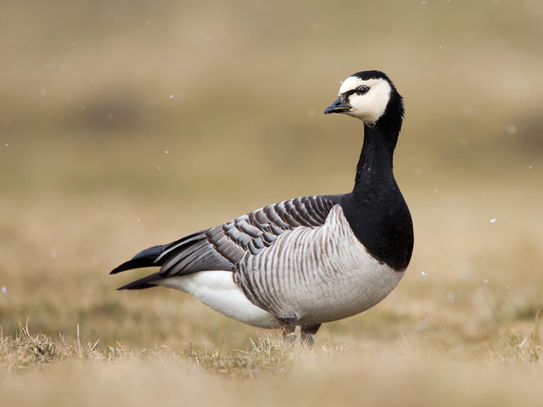Barnacle goose lifespan