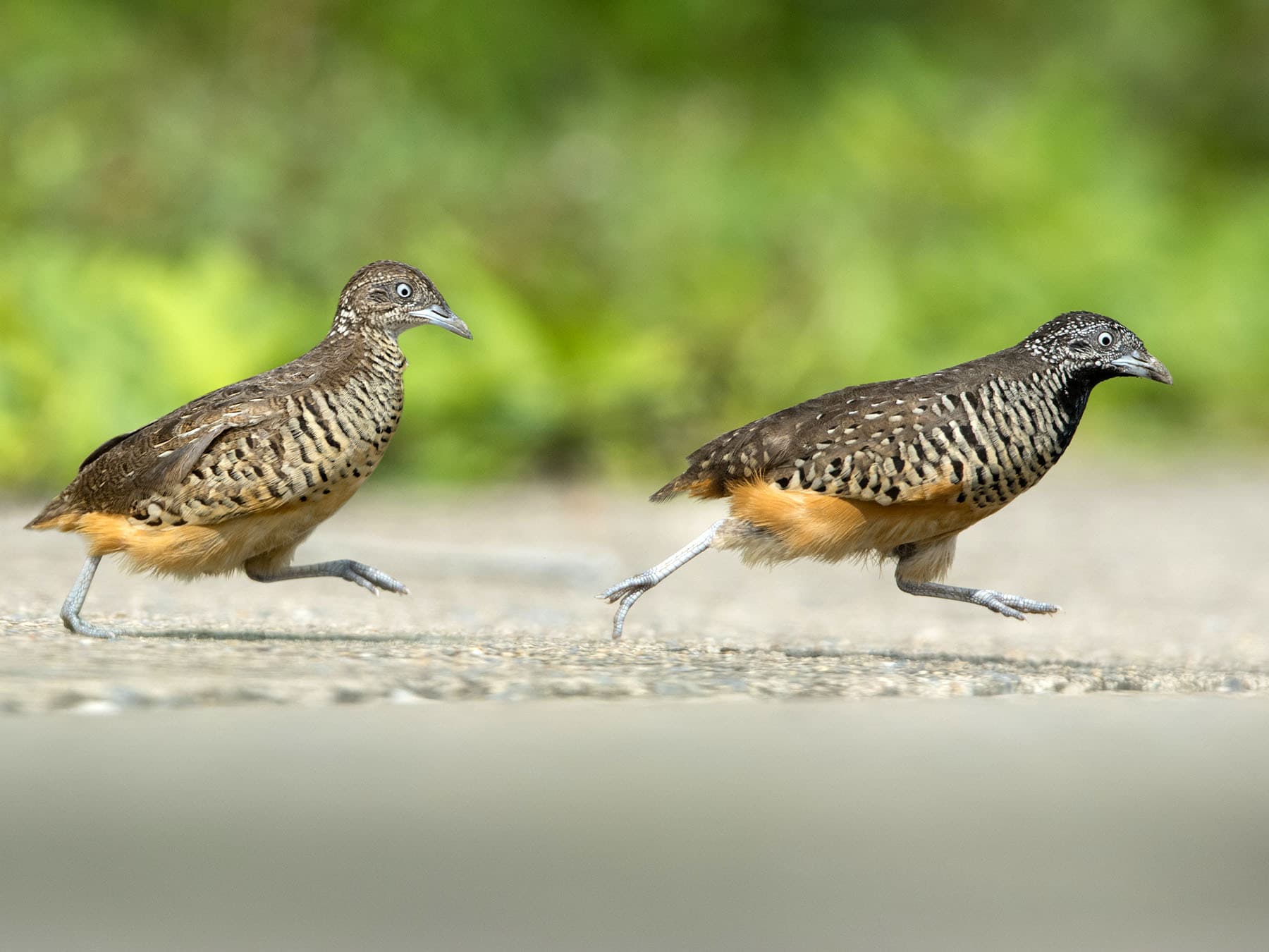 Barred buttonquail pair
