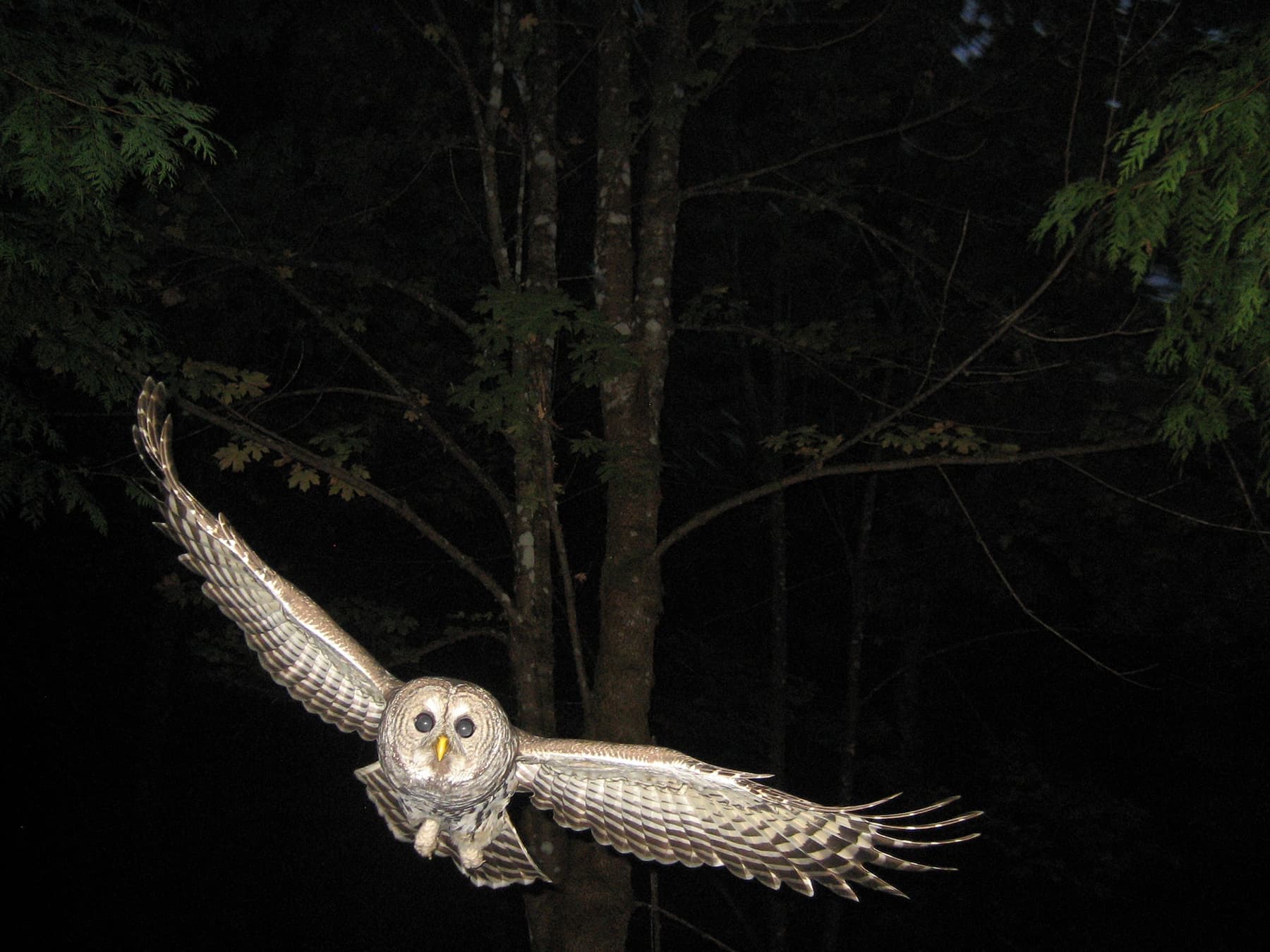 Barred owl hunting at night