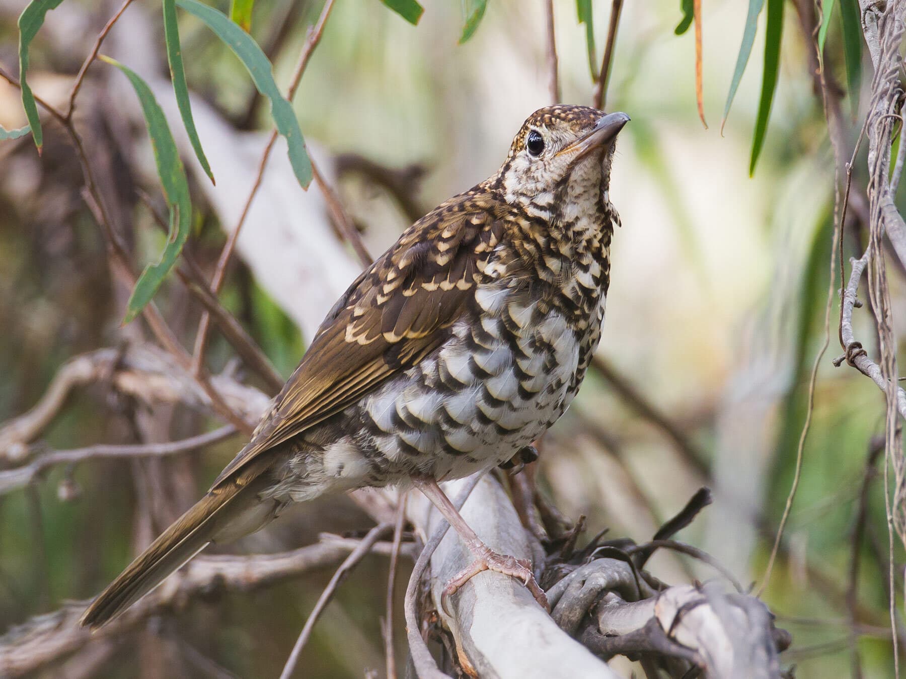 Bassian thrush
