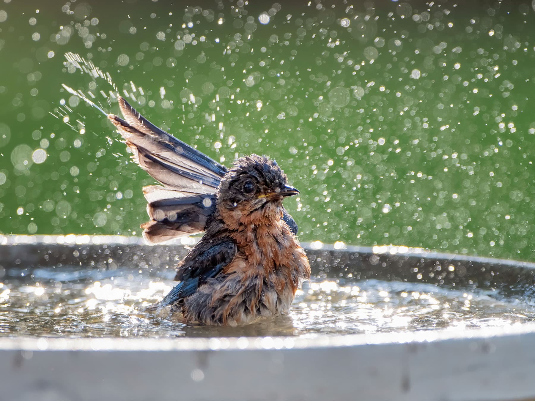 Bathing Behaviors