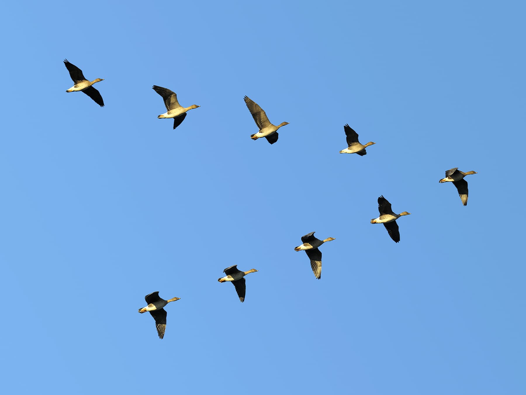 Bean geese flying in v formation