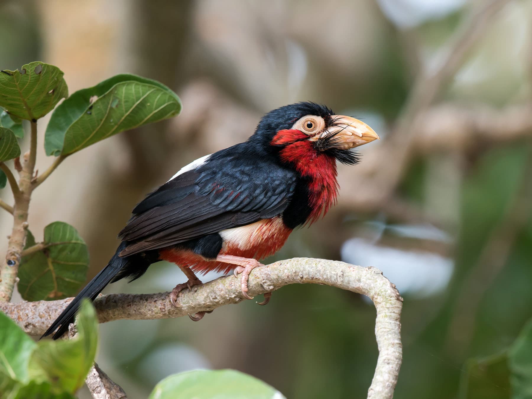 African Barbets