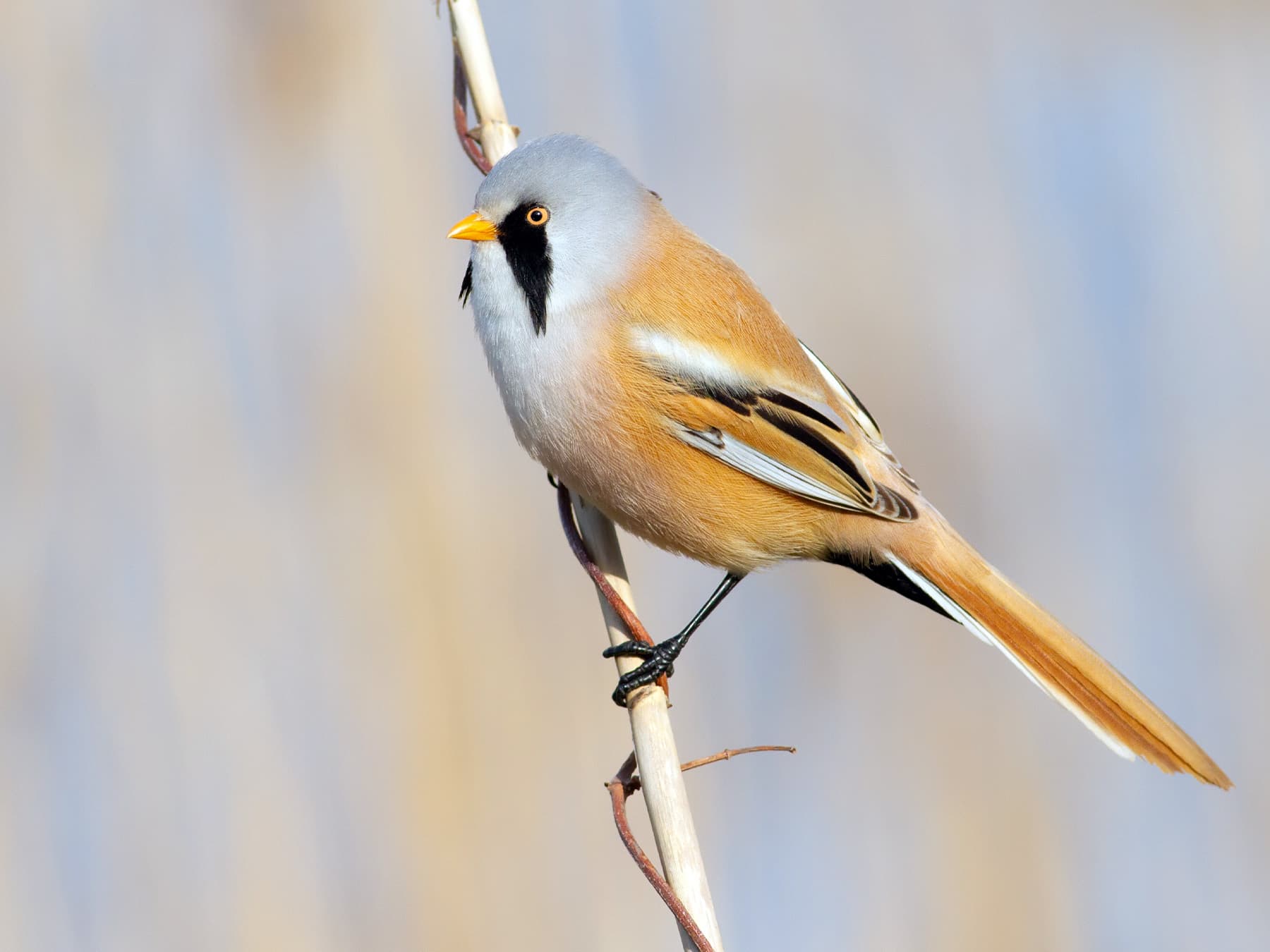 Bearded Reedlings