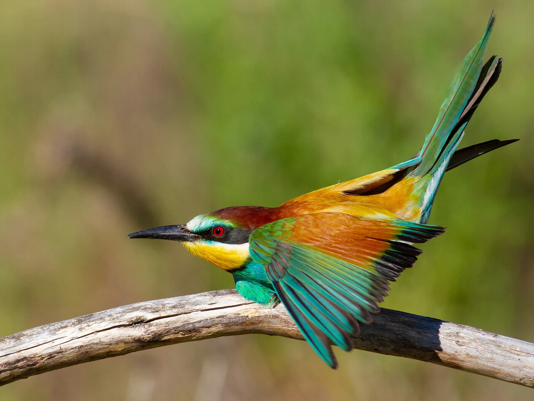 European bee-eater sitting on a branch
