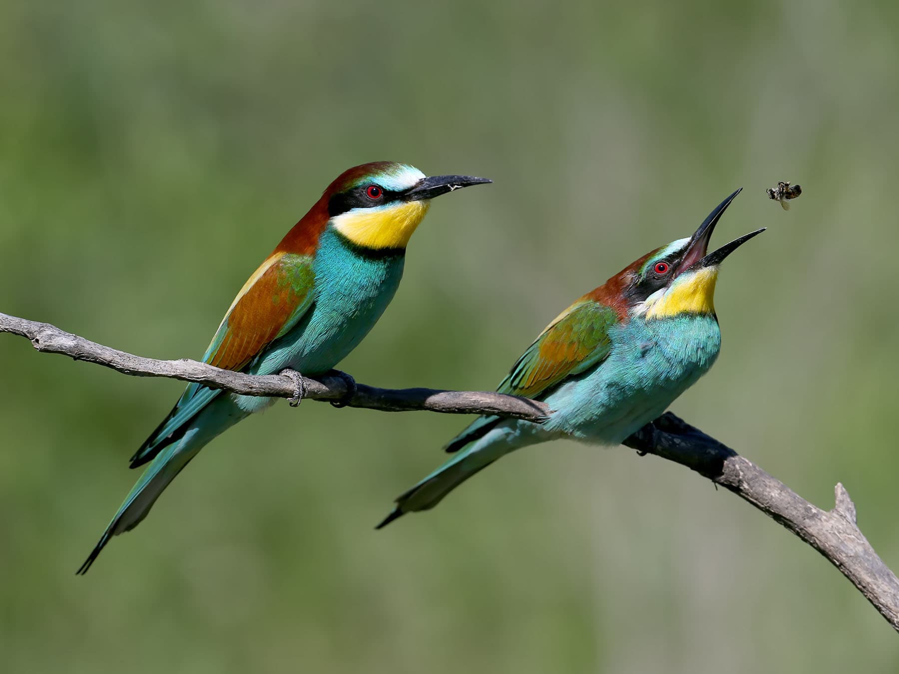 Bee eater catching bee