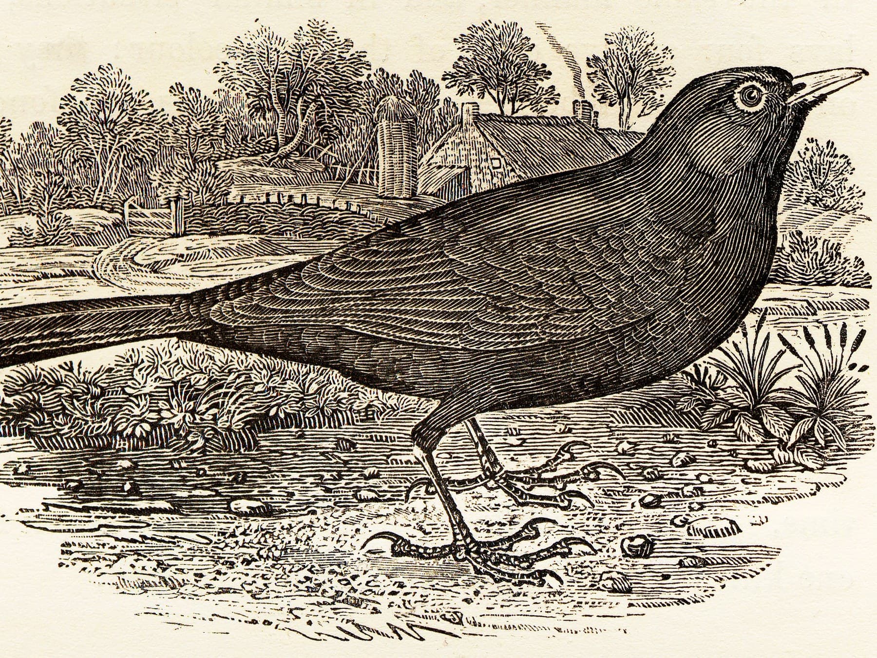 A male Blackbird by Thomas Bewick, a detail of the wood engraving in his History of British Birds (1797), from the 1847 edition