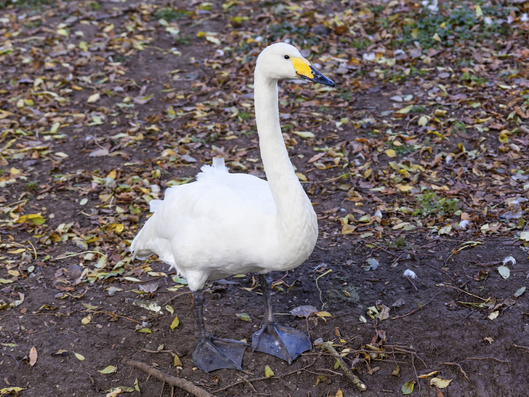 Tundra Swan in natural habitat