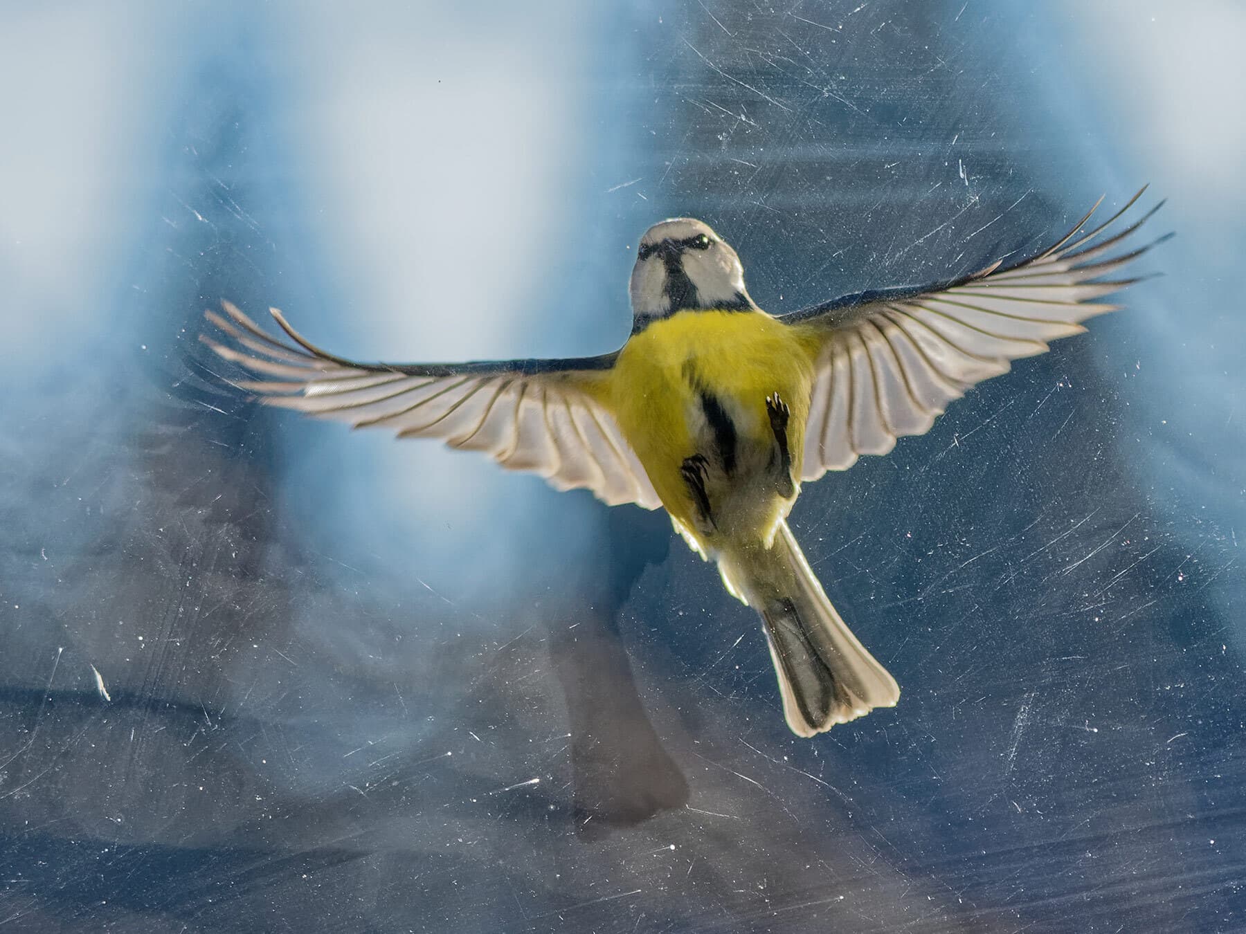 Bird attacking reflection