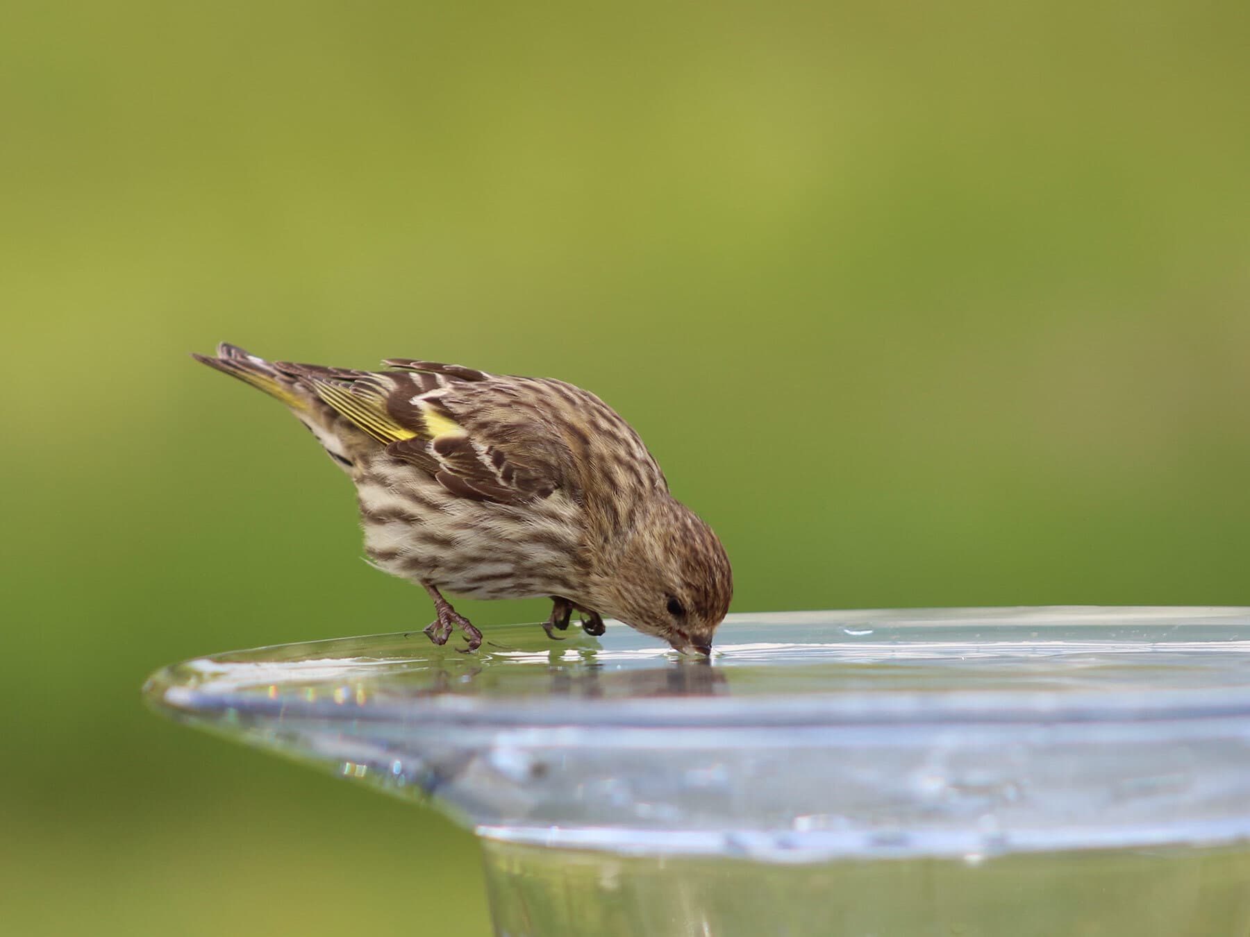Bird drinking water