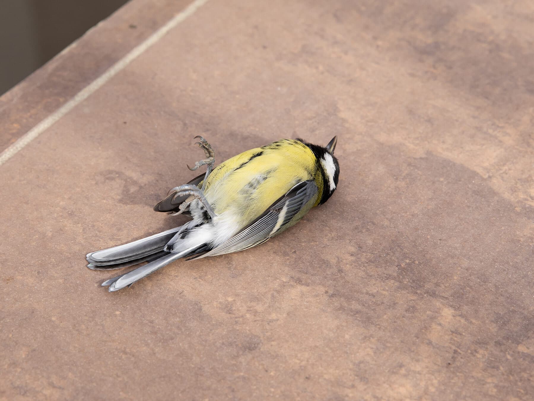 Bird fatality after striking window