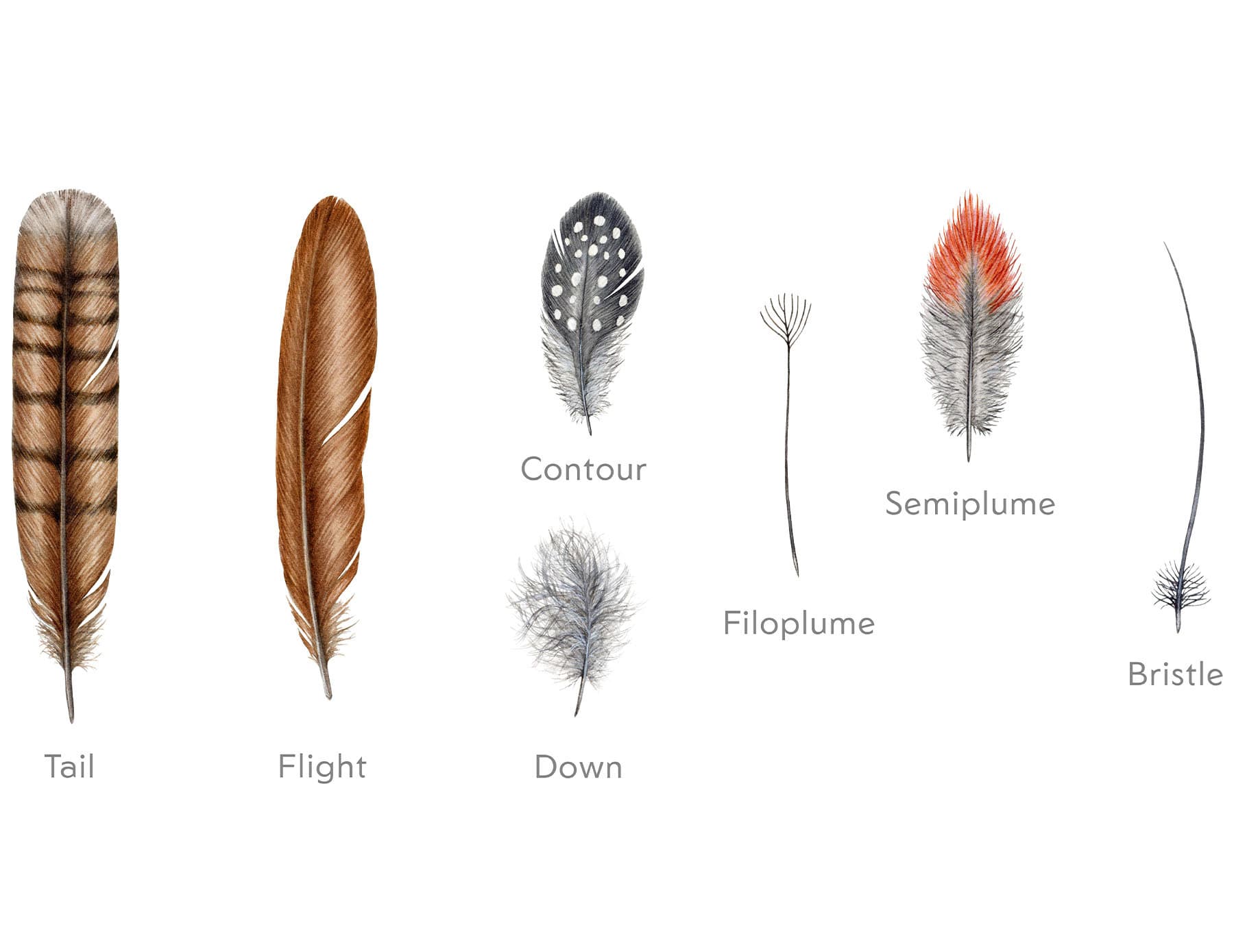 Bird feather types