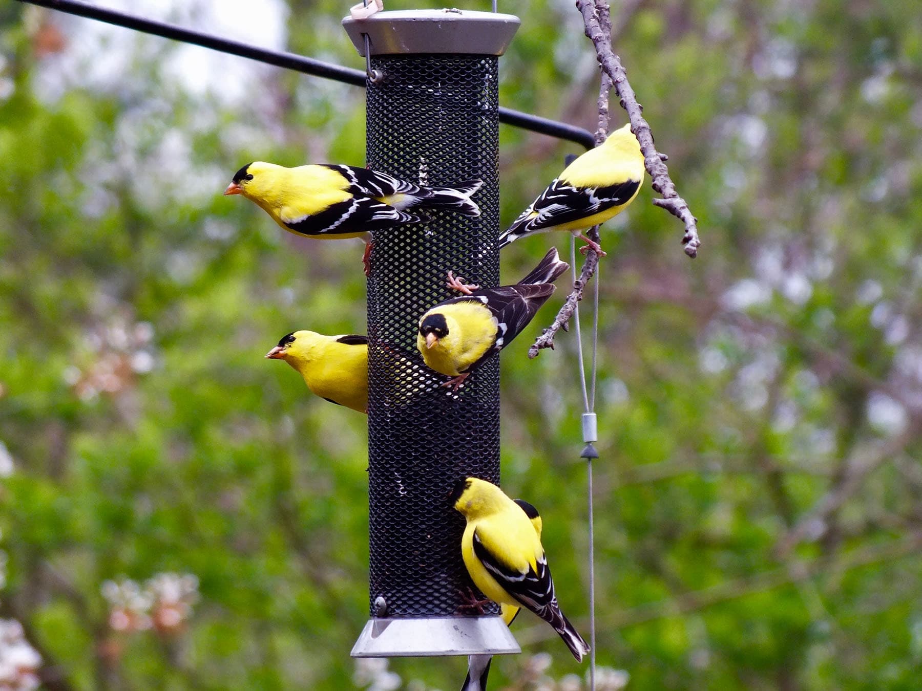 Bird Feeder Placement: Expert Tips for Attracting More Birds