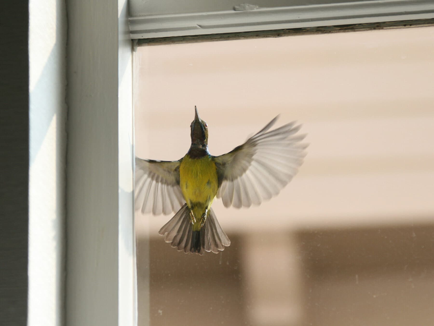 Bird flying at window