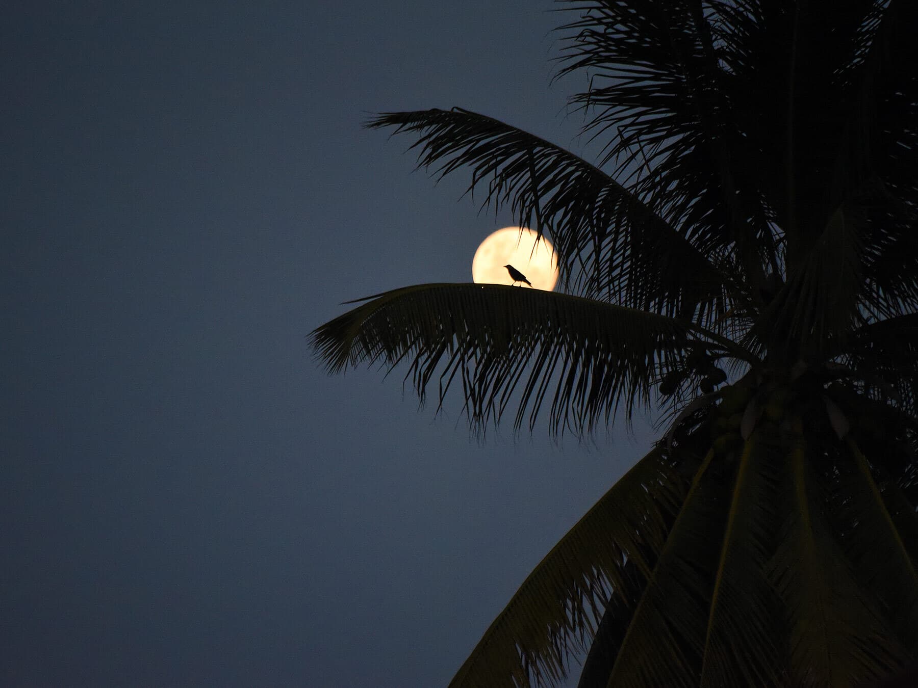 Bird perched at night