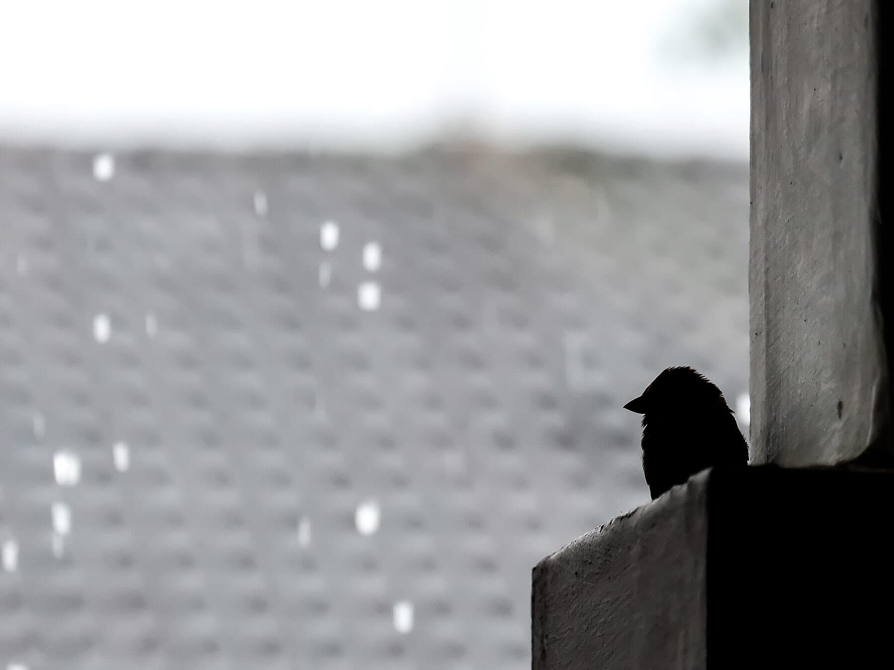 Bird sheltering from rain
