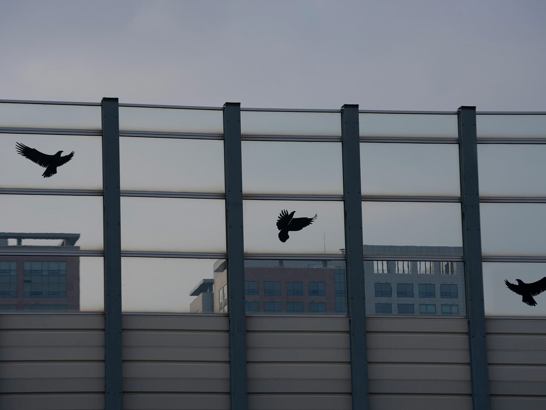 Bird stickers on windows