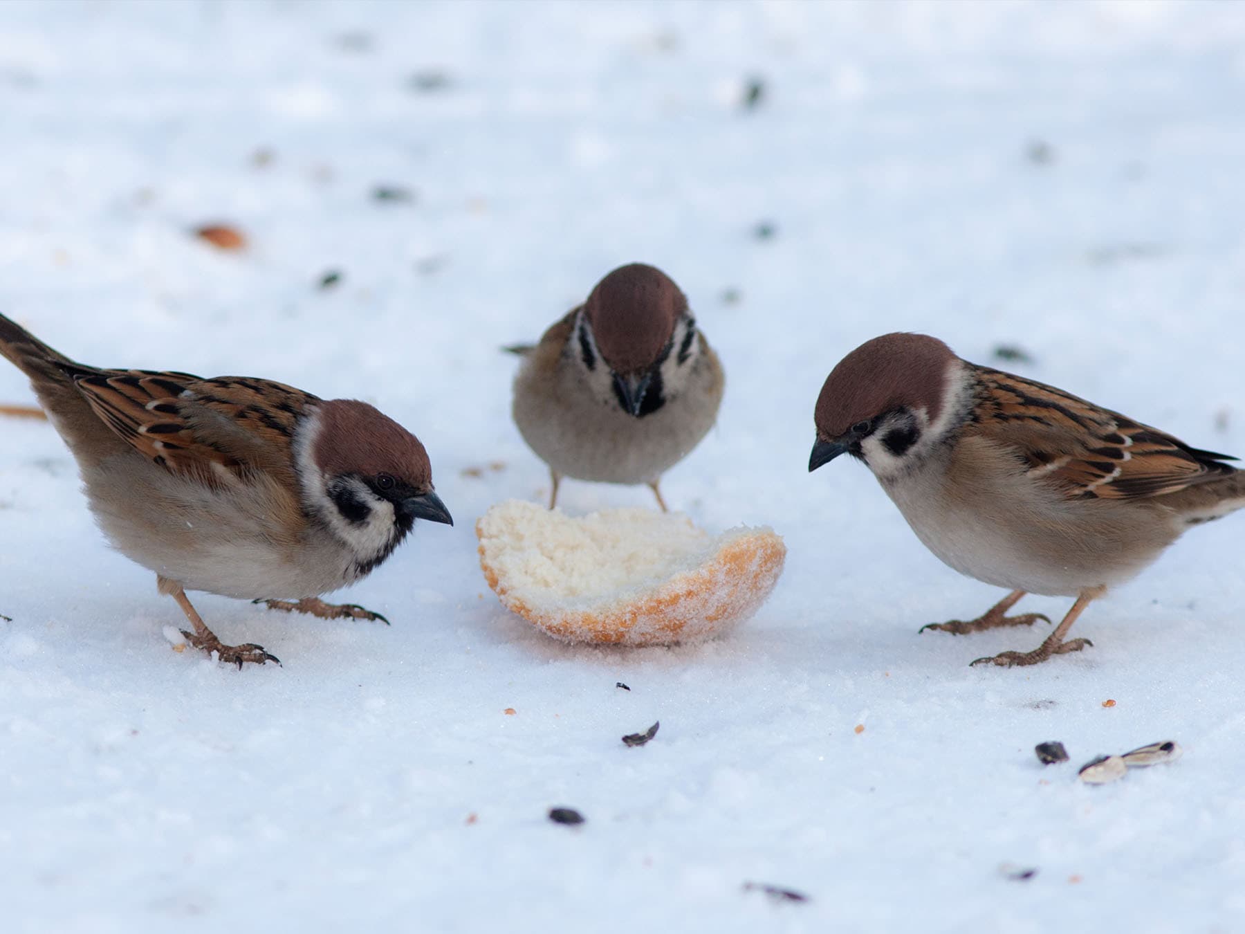 Birds eating bread