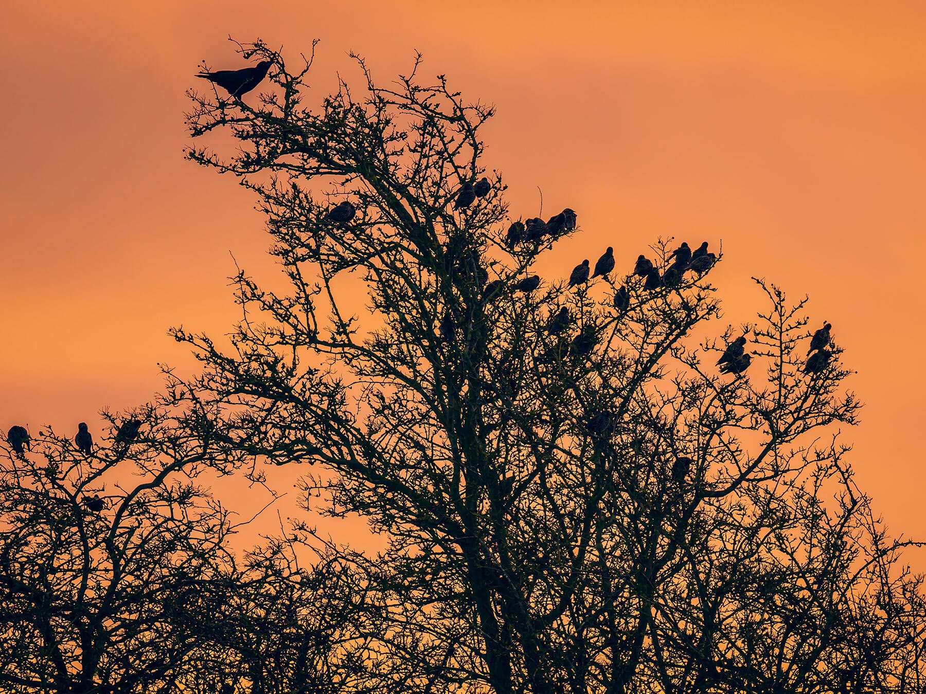 Birds sleeping at night