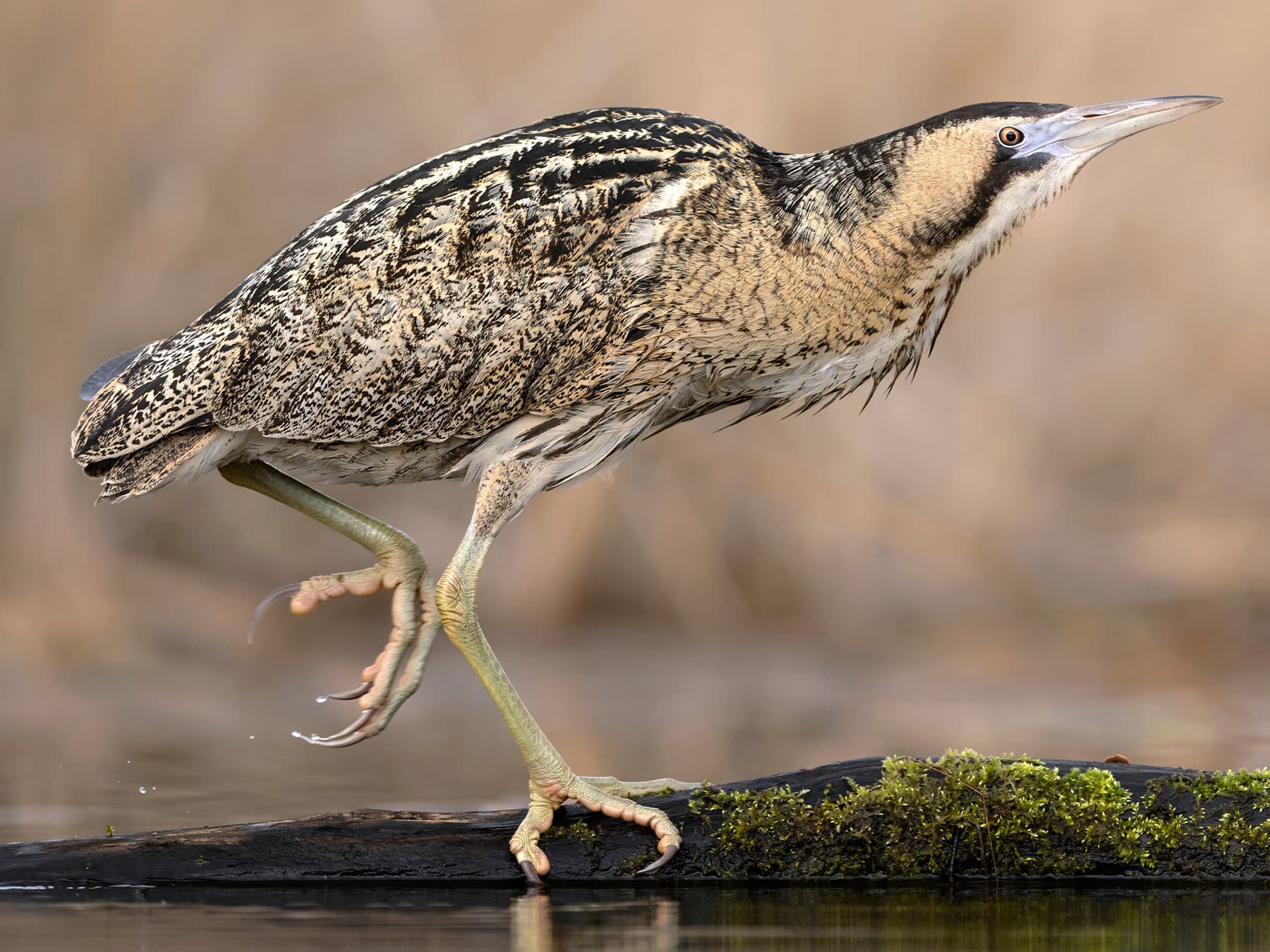 Eurasian Bittern