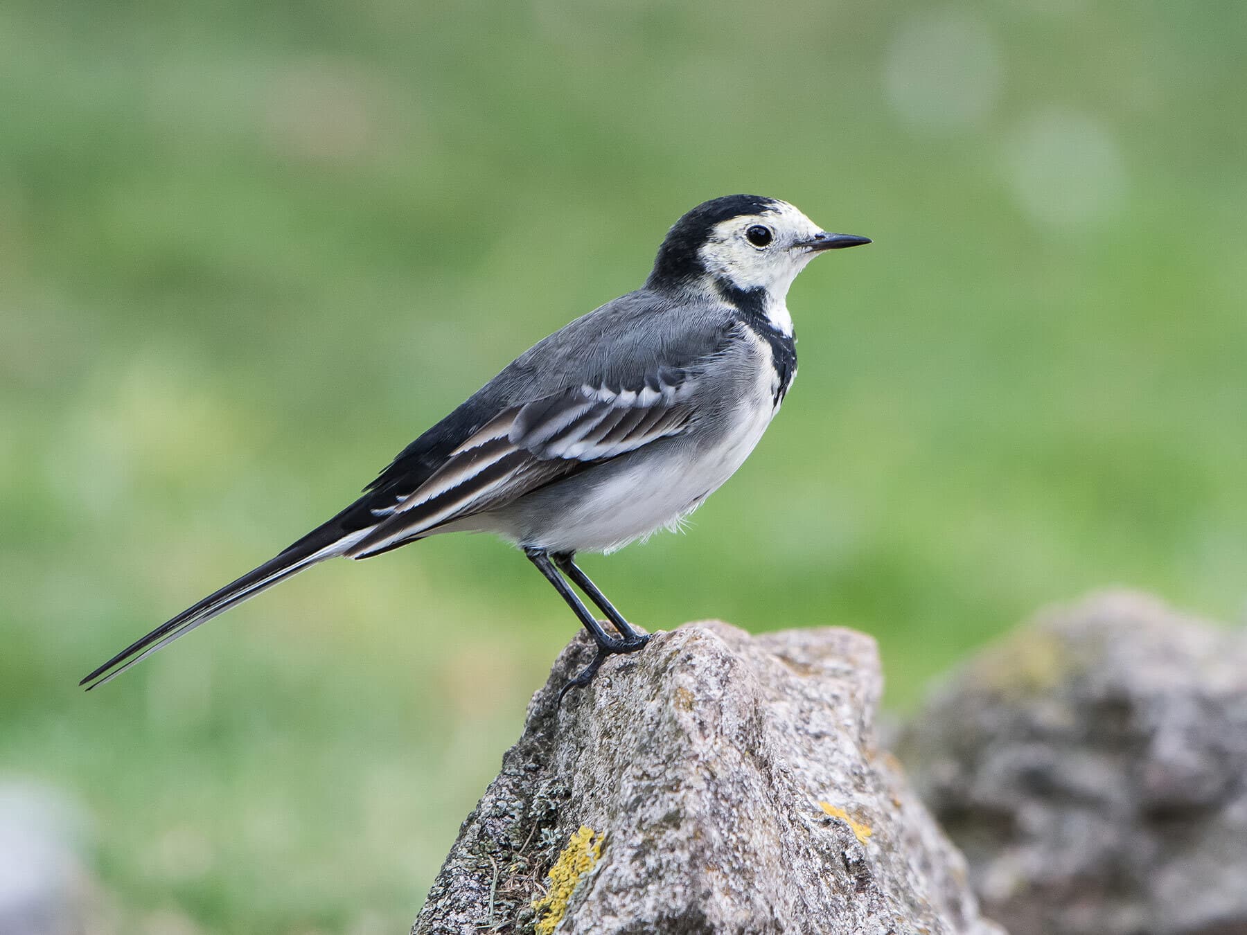 Black and White Birds in the UK (Identification Guide)