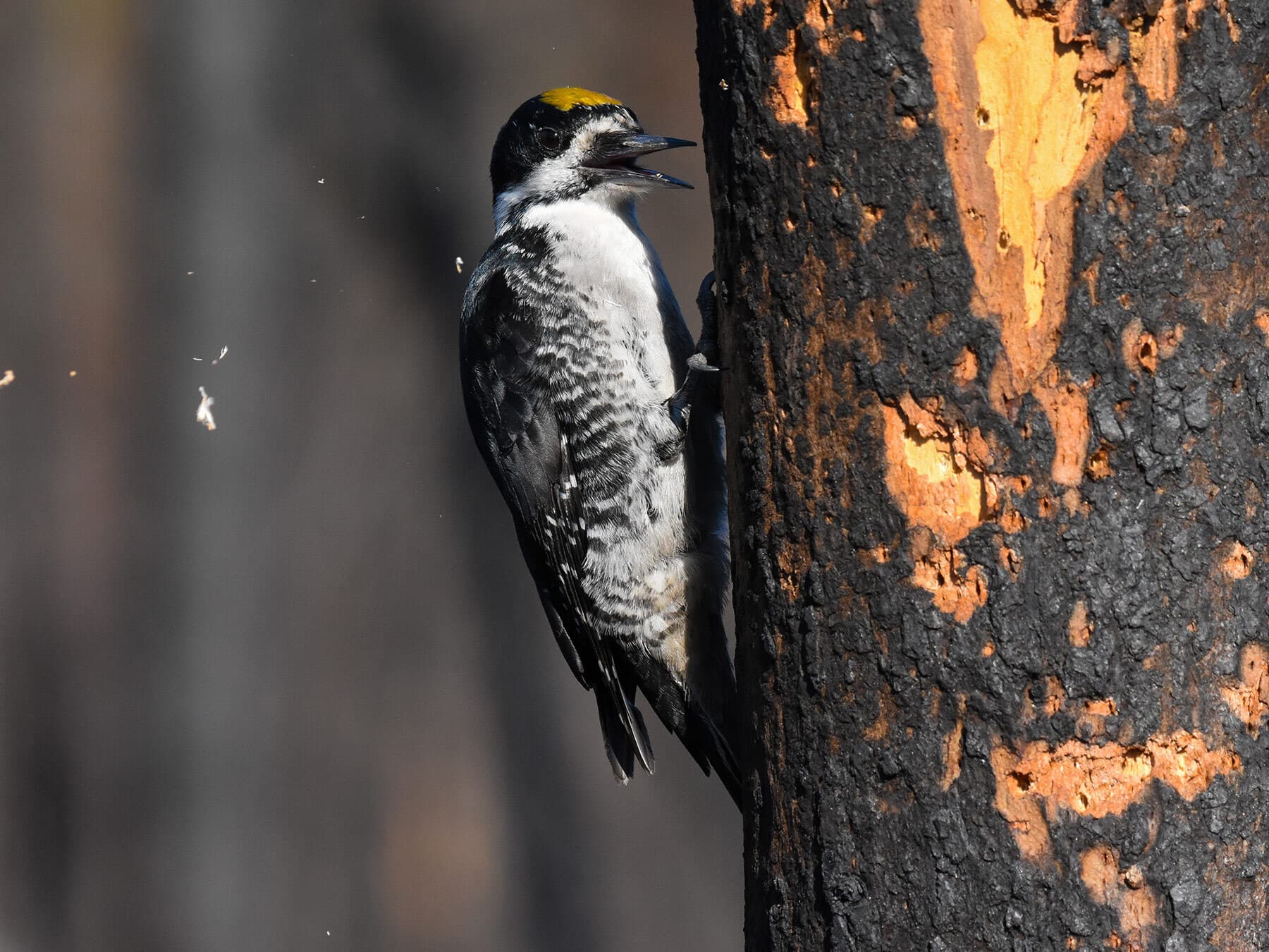 Black-backed Woodpecker