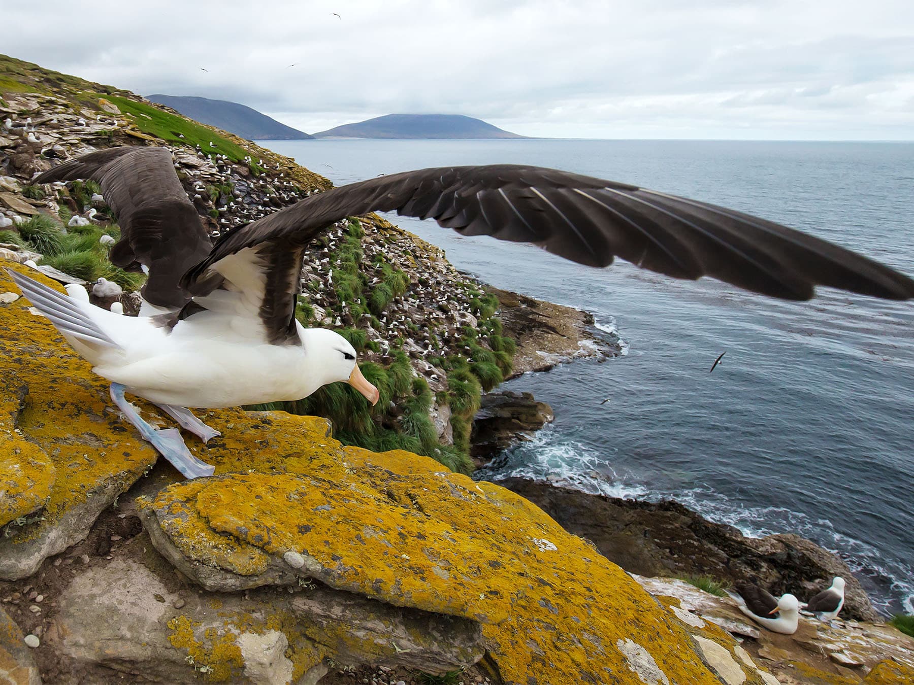 Black browed albatross with wings spread