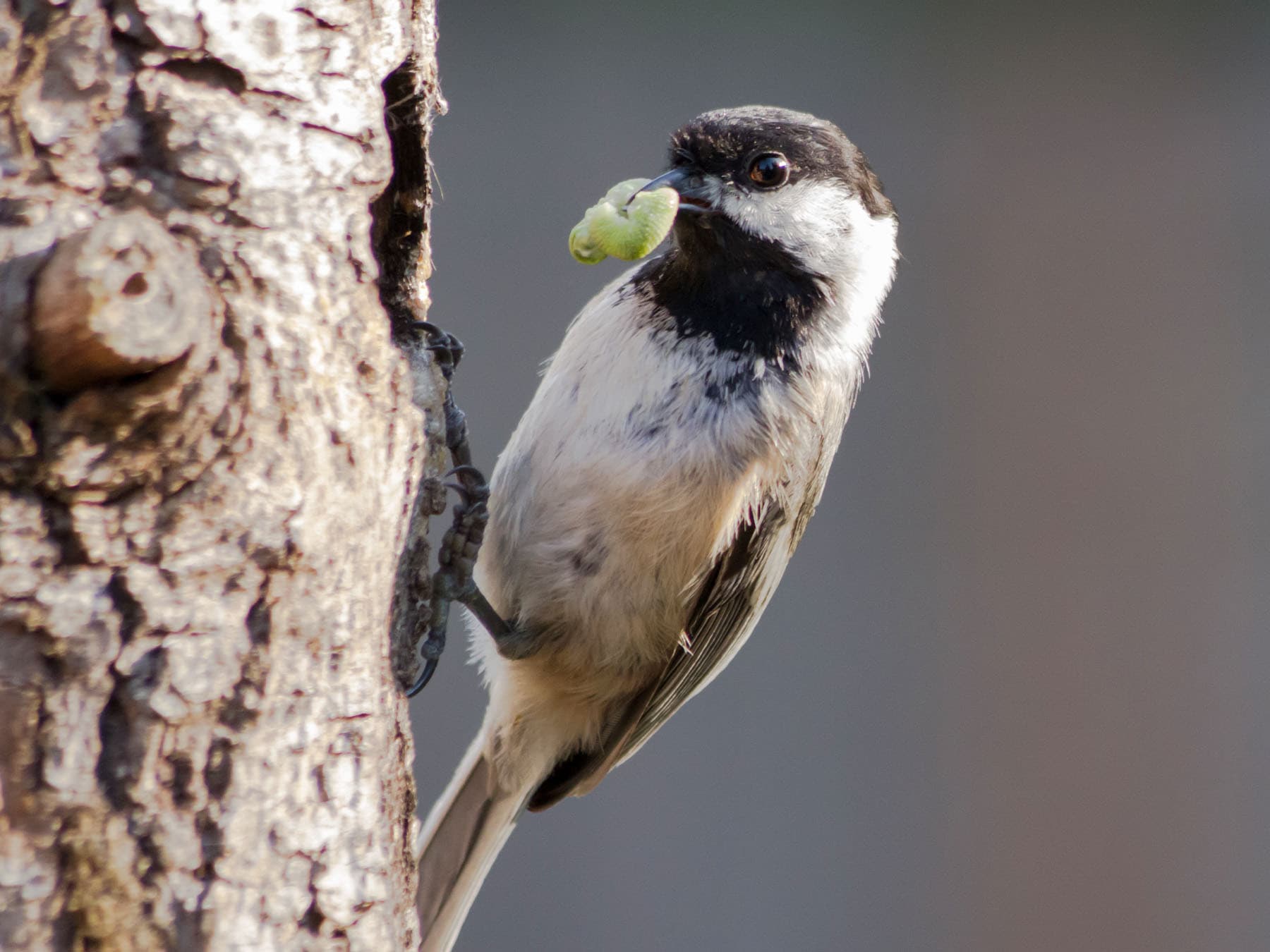 A Black-capped Chickadee on a tree trunk with a green caterpillar in its bill