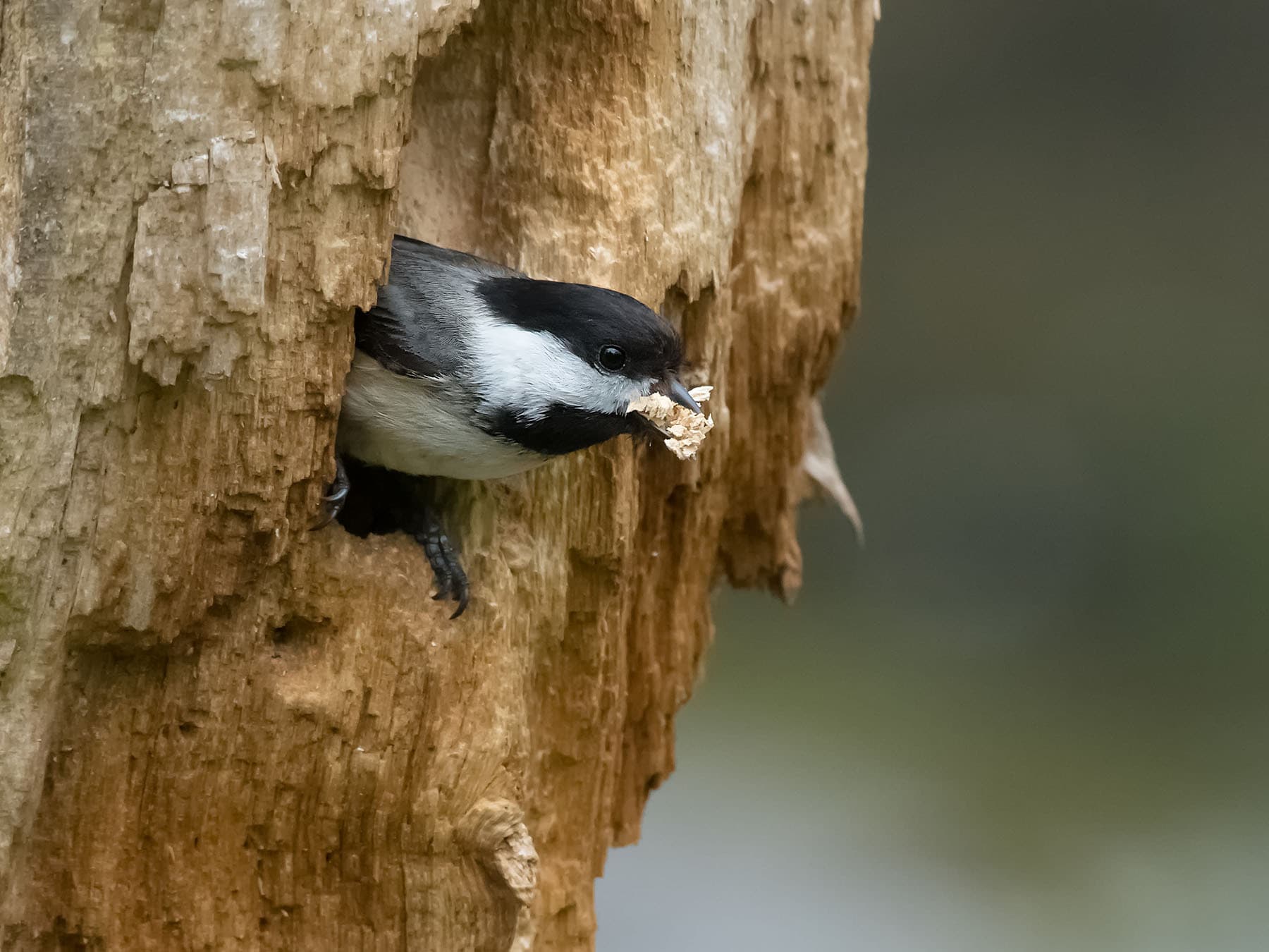Black capped chickadee building nest