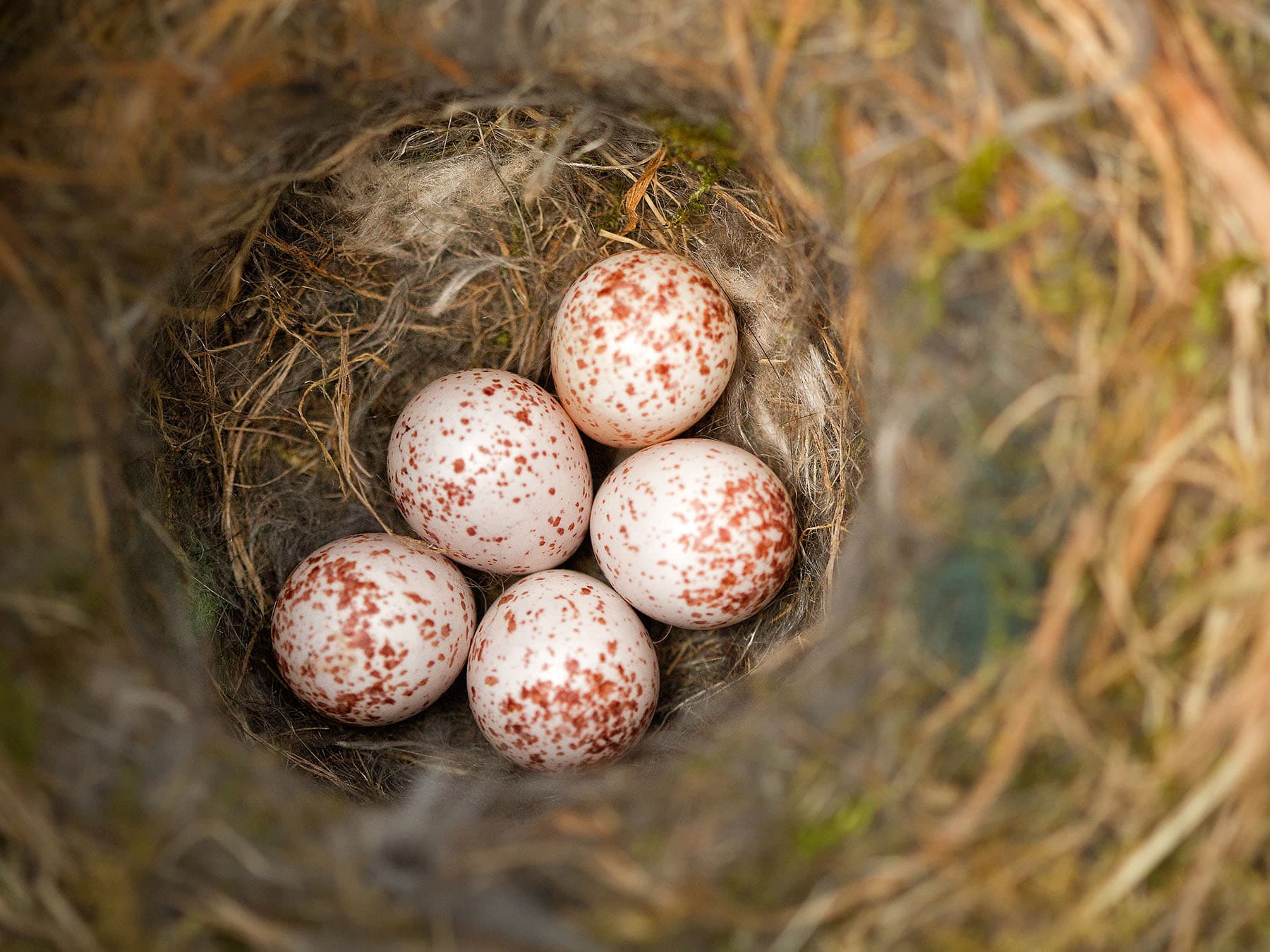 Black capped chickadee eggs