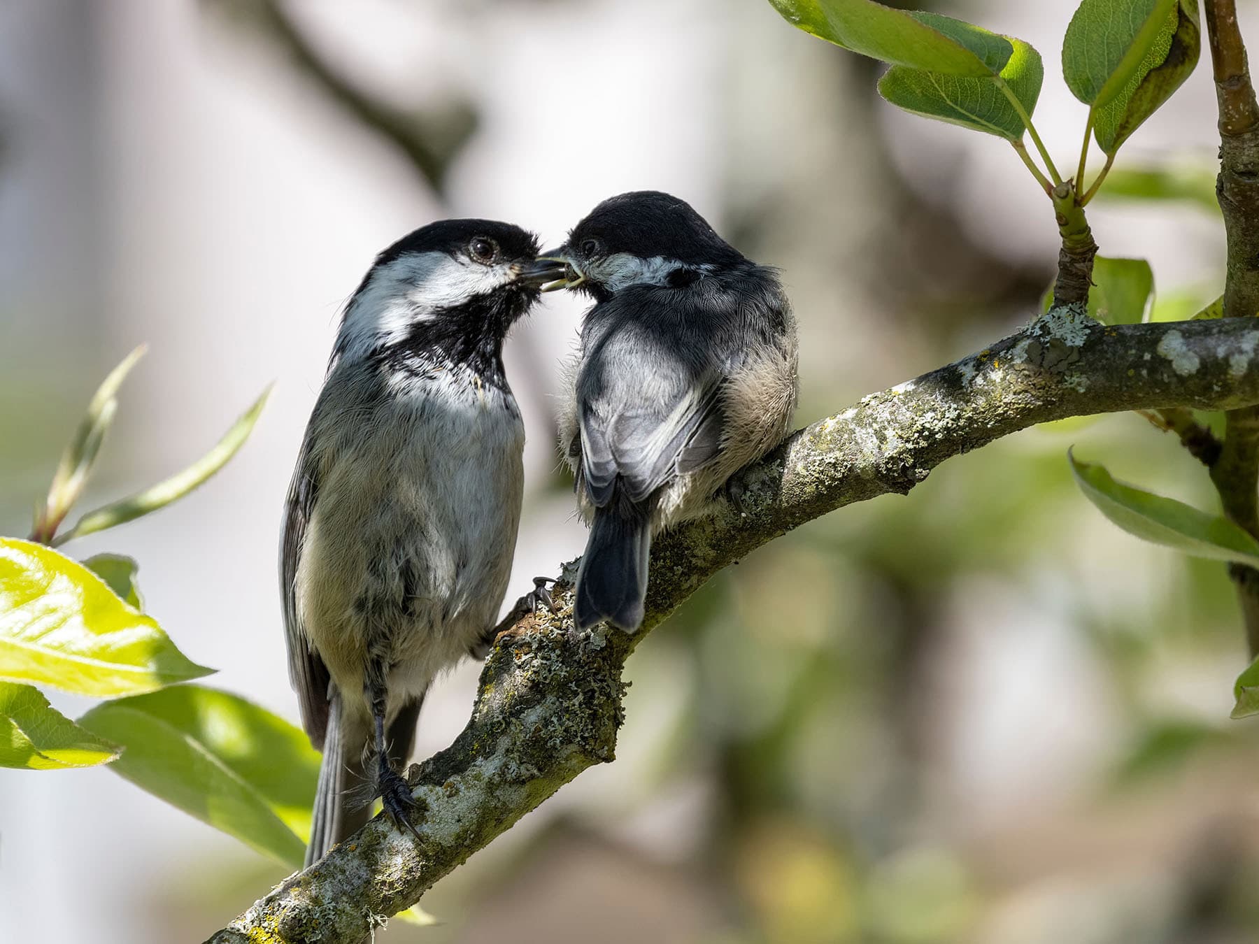Black capped chickadee feeding chick