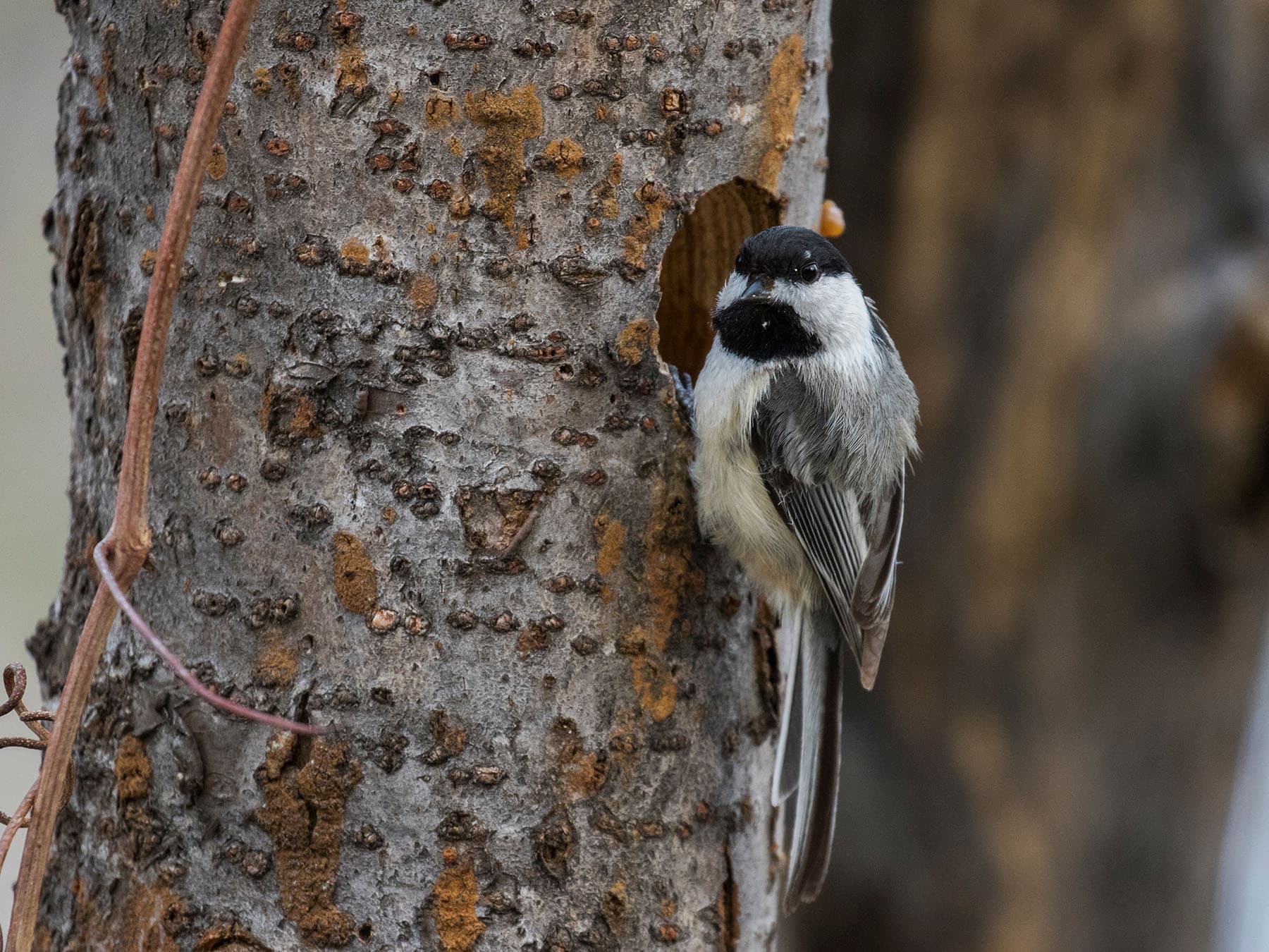 Black capped chickadee nest