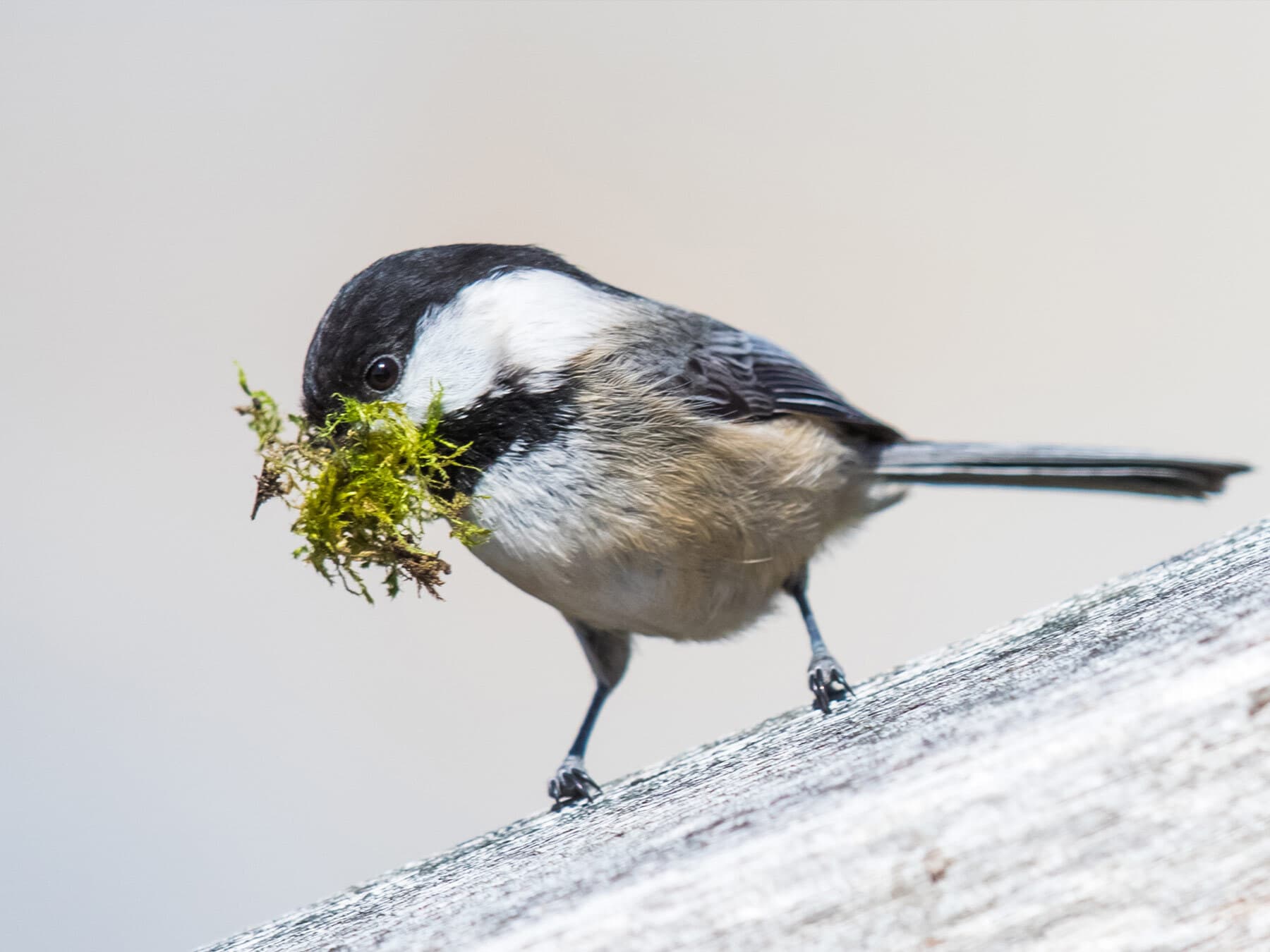 A Black-capped Chickadee with a beakful of moss, the base of its nest