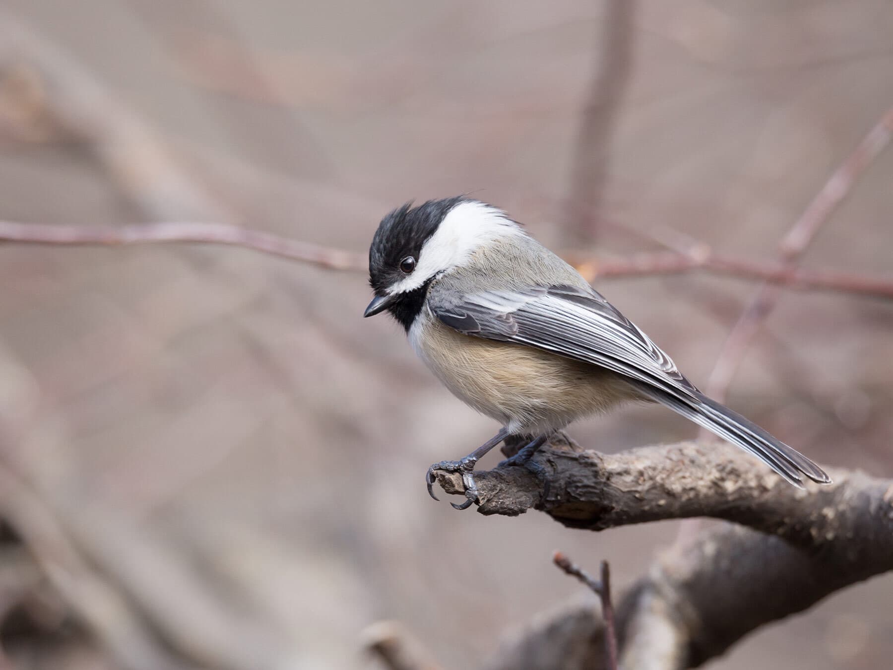 Black capped chickadee on branch